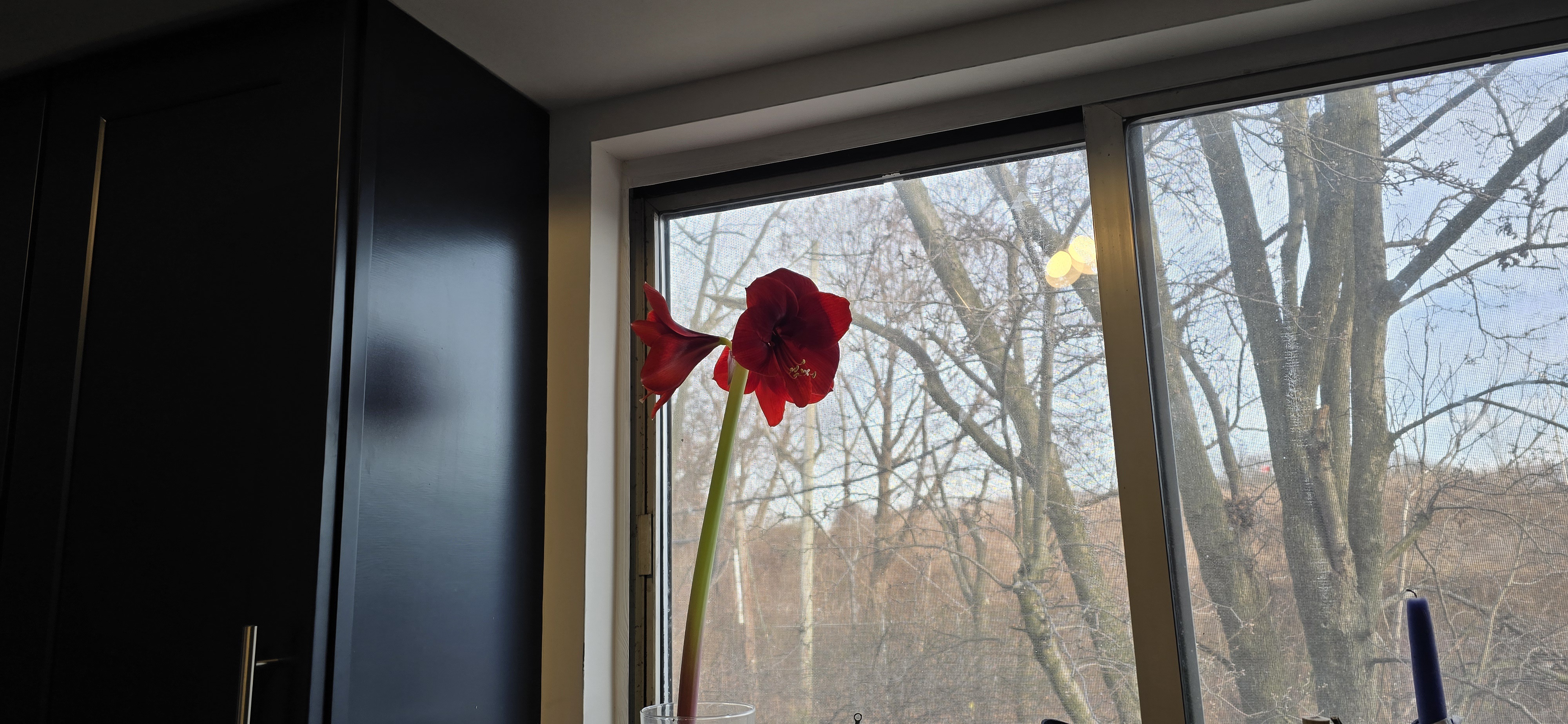 The Amaryllis Blooms Again: A Stunning Comeback After Years