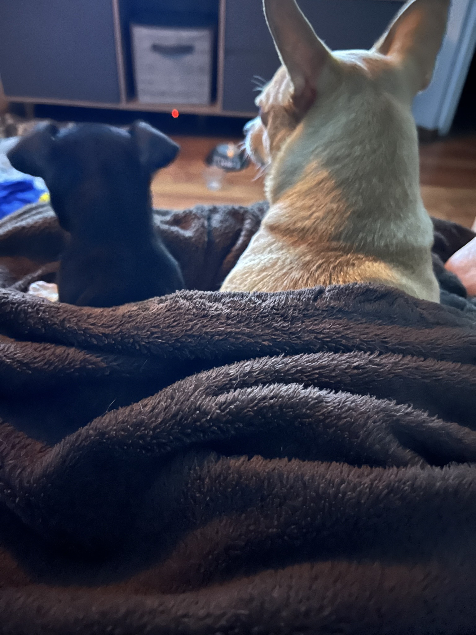 Best Friends Forever: A Bond Like No Other