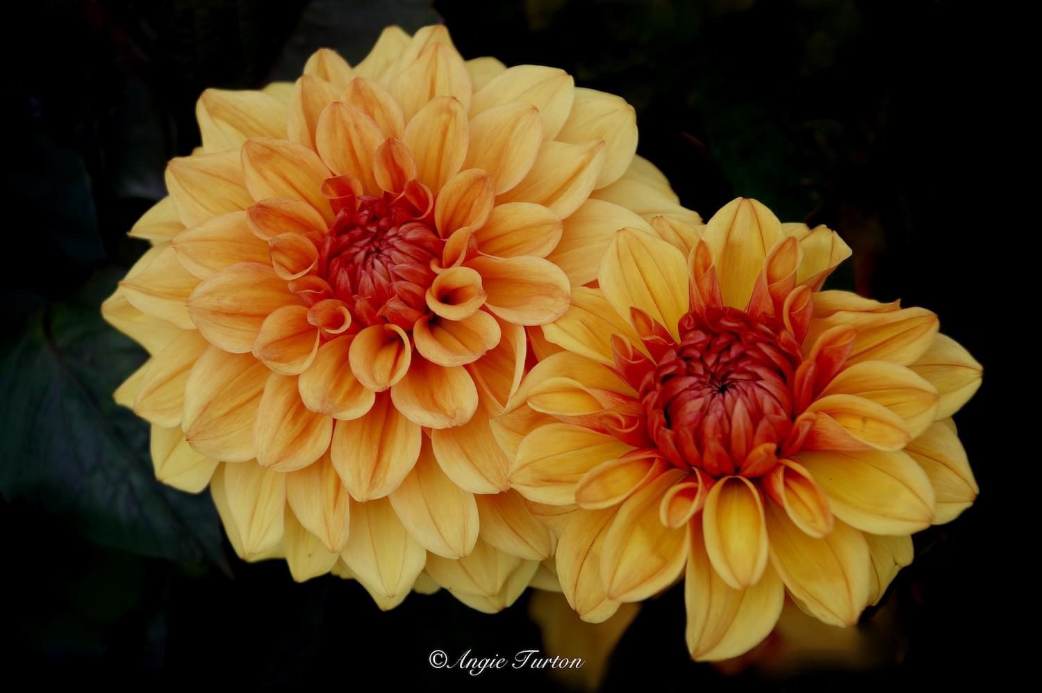 A Beautiful Bouquet of Flowers