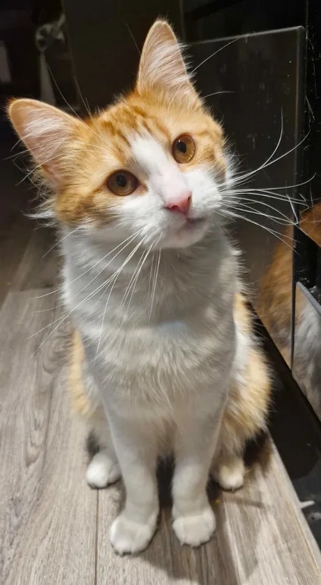Whiskers Take Center Stage in This Adorable Moment