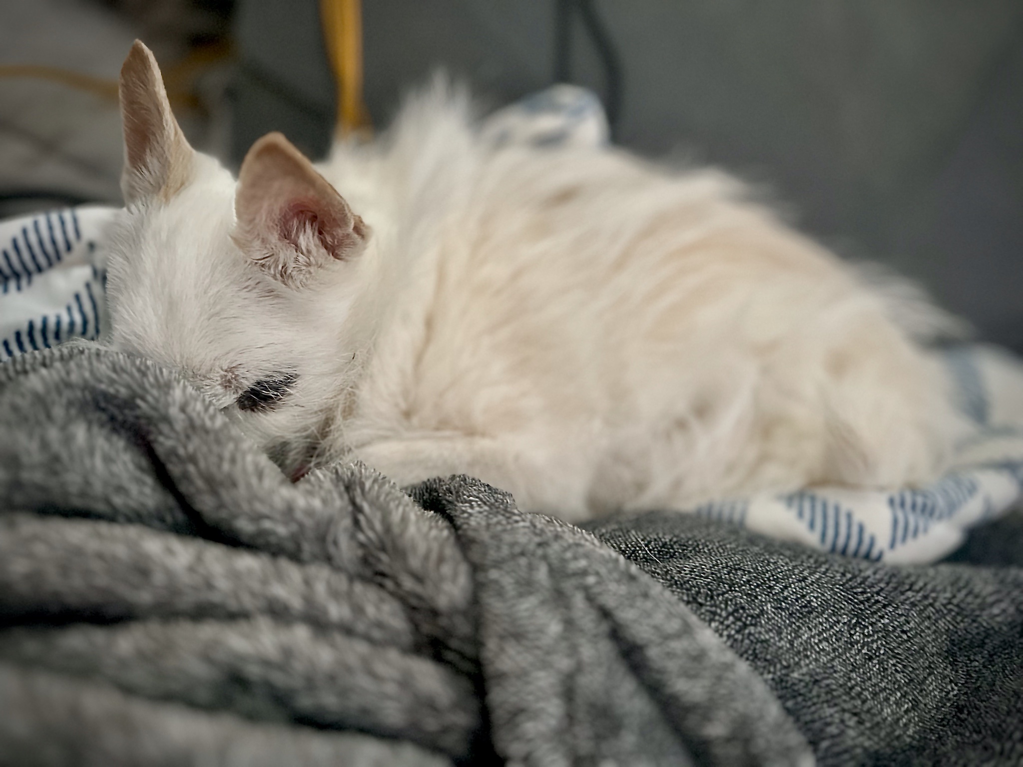 Leo the Dog Celebrates His Sweet Sixteen! I Almost Missed This Post, But Here We Are :)