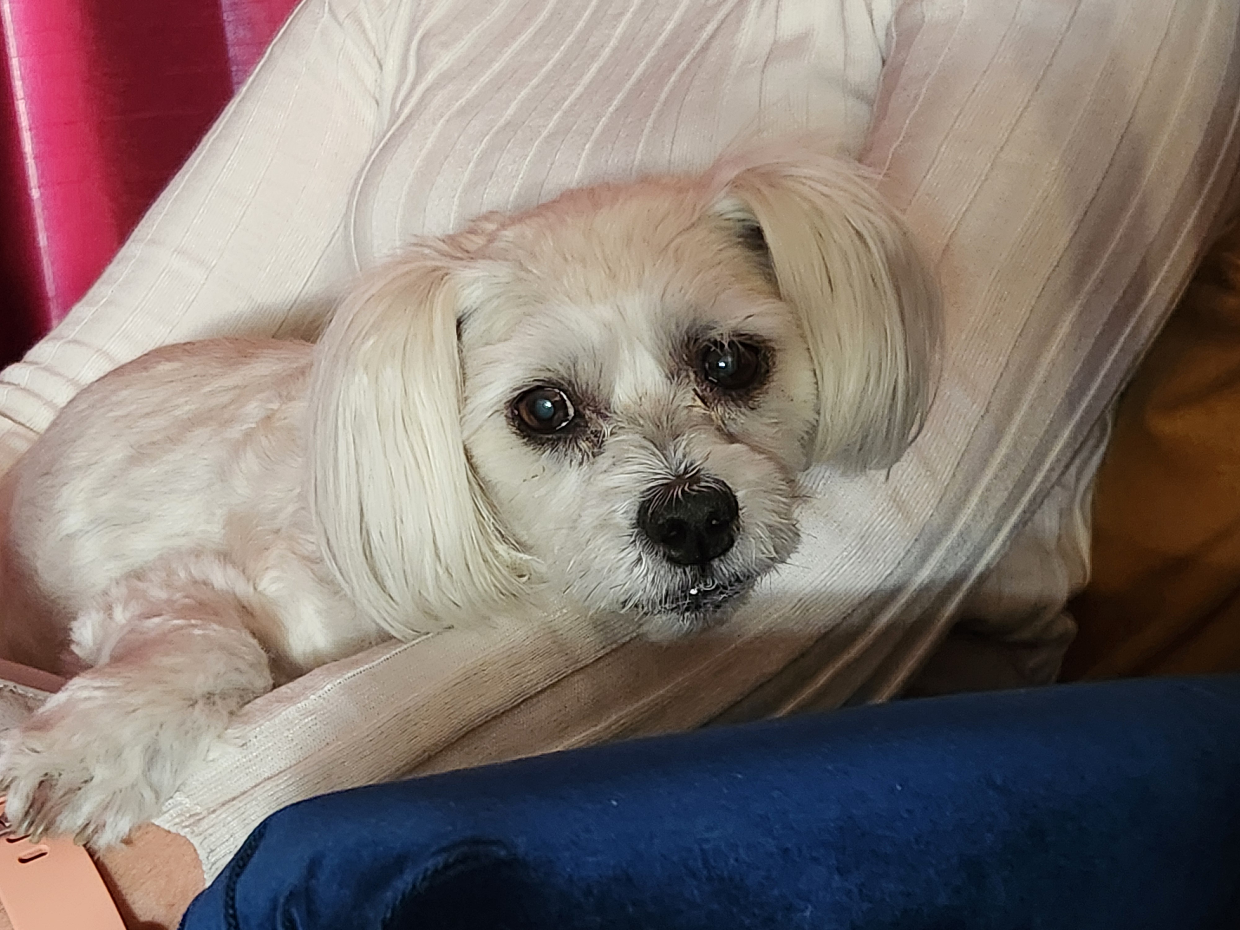 It's almost 2am and the emergency vet just told me it's time.