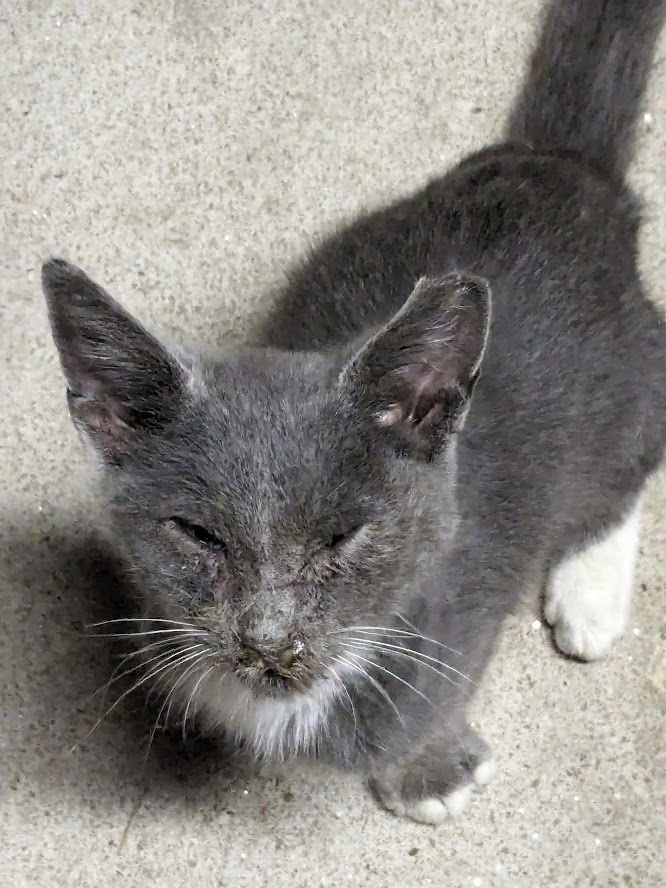 A Heartfelt Farewell: He Didn't Make It Through