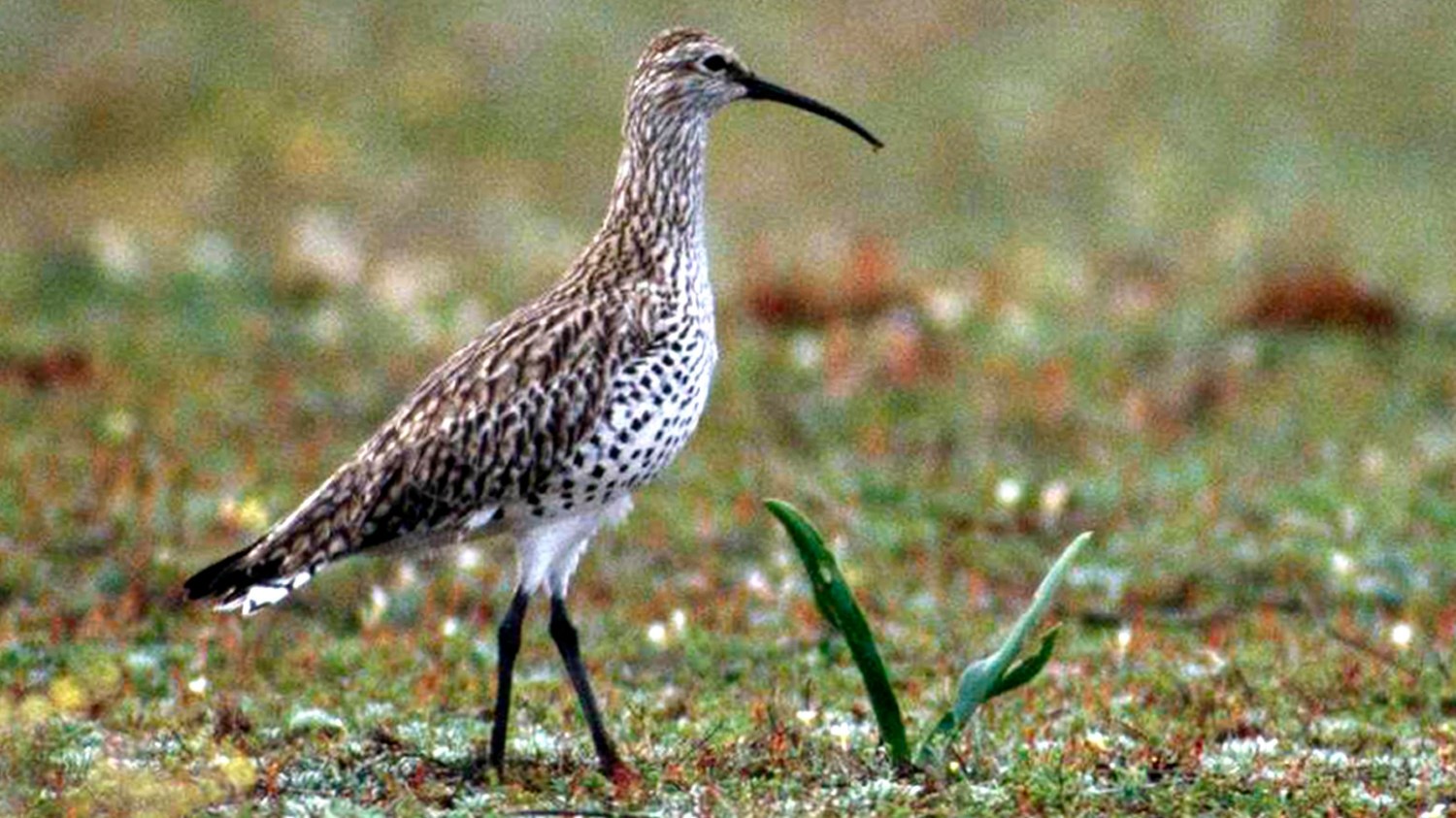 The Elusive Slender-Billed Curlew