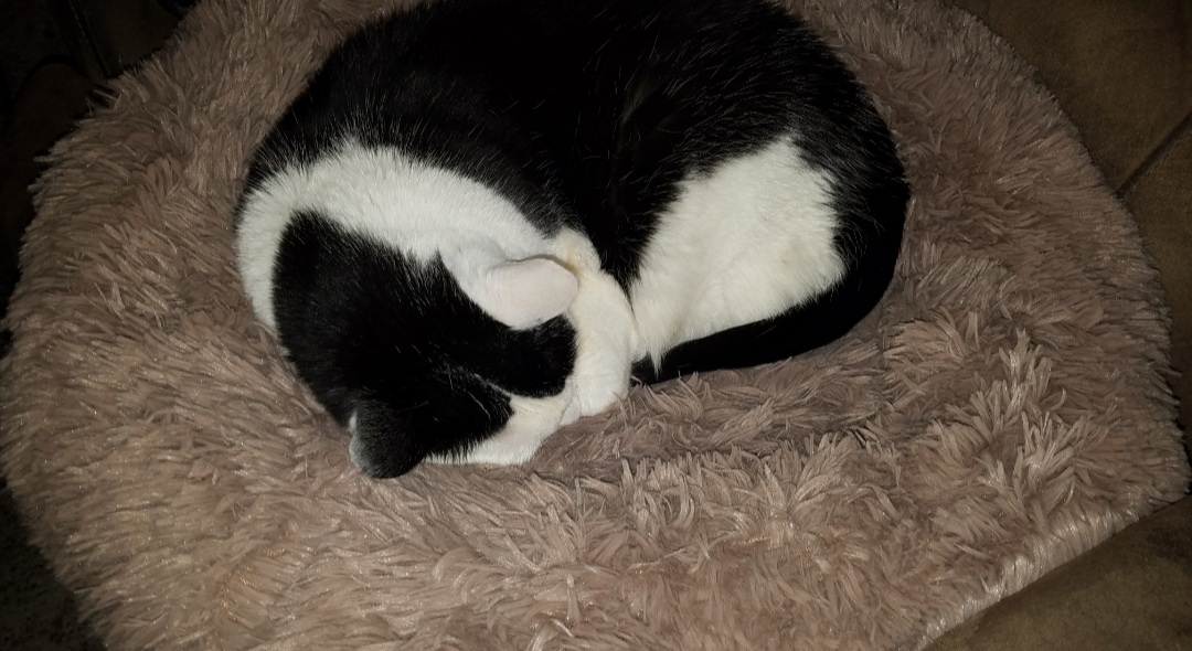 Meet Stitch: The Adorable Star