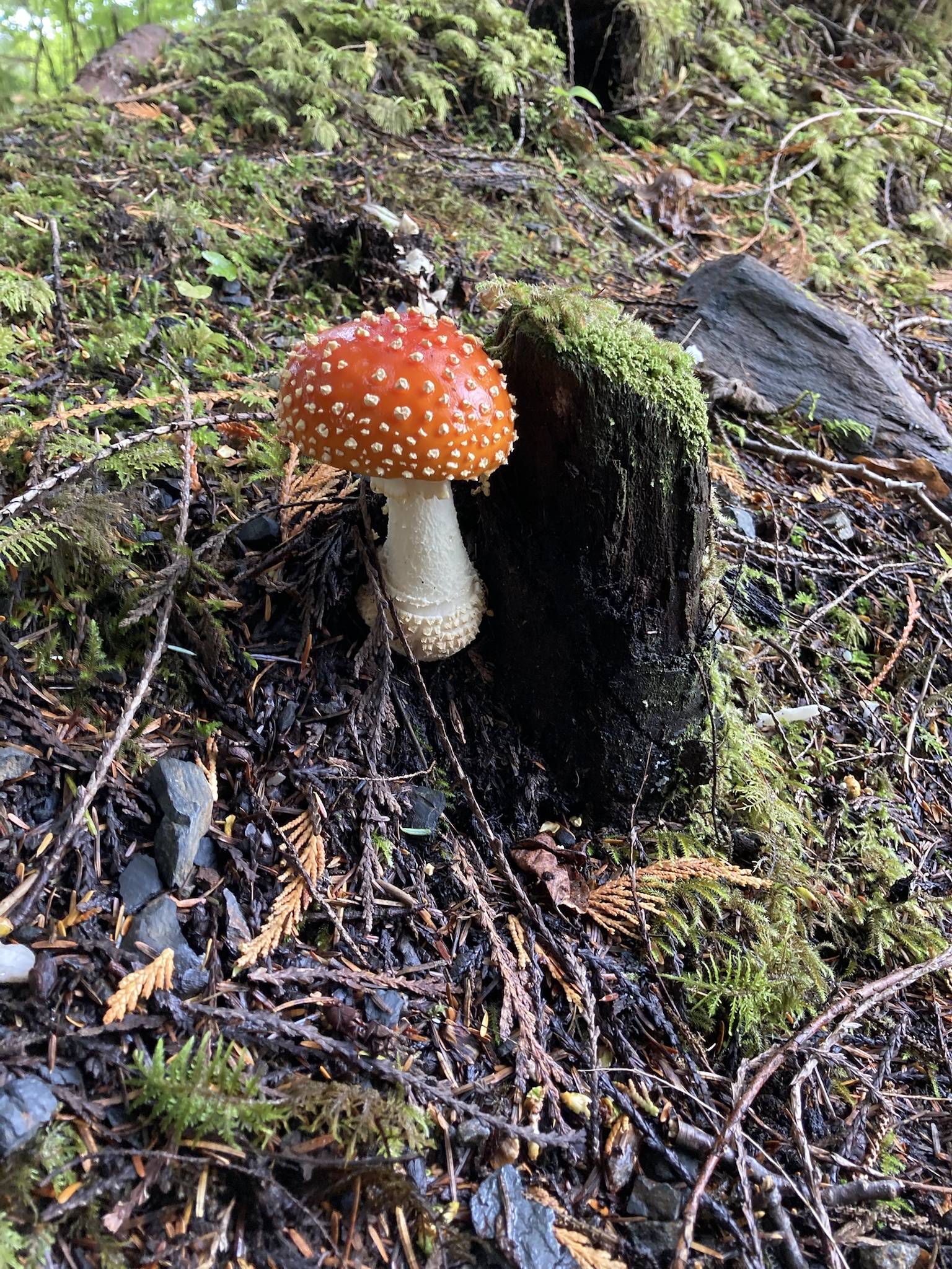 Is That a Fly Agaric? Exploring the Mystical Mushroom