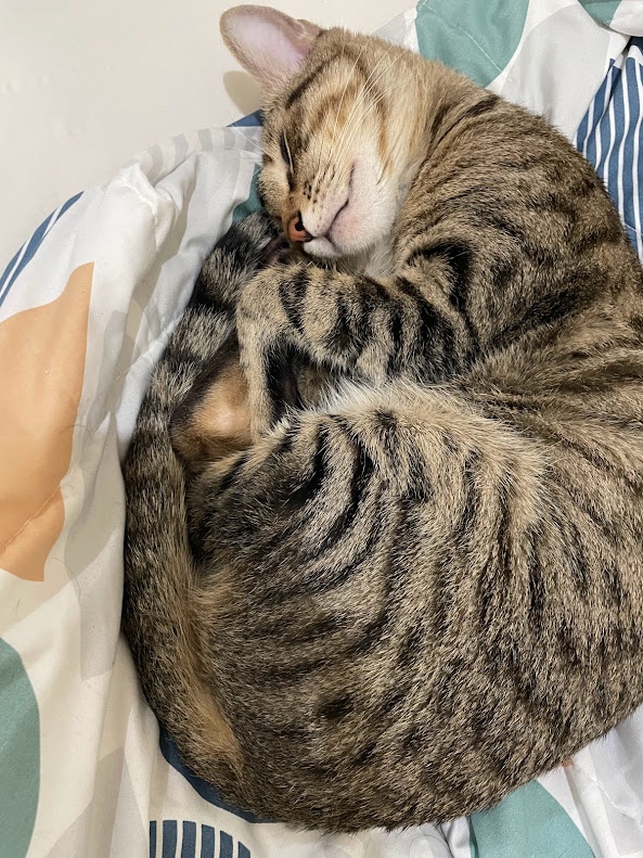 Adorable Cat Shenanigans