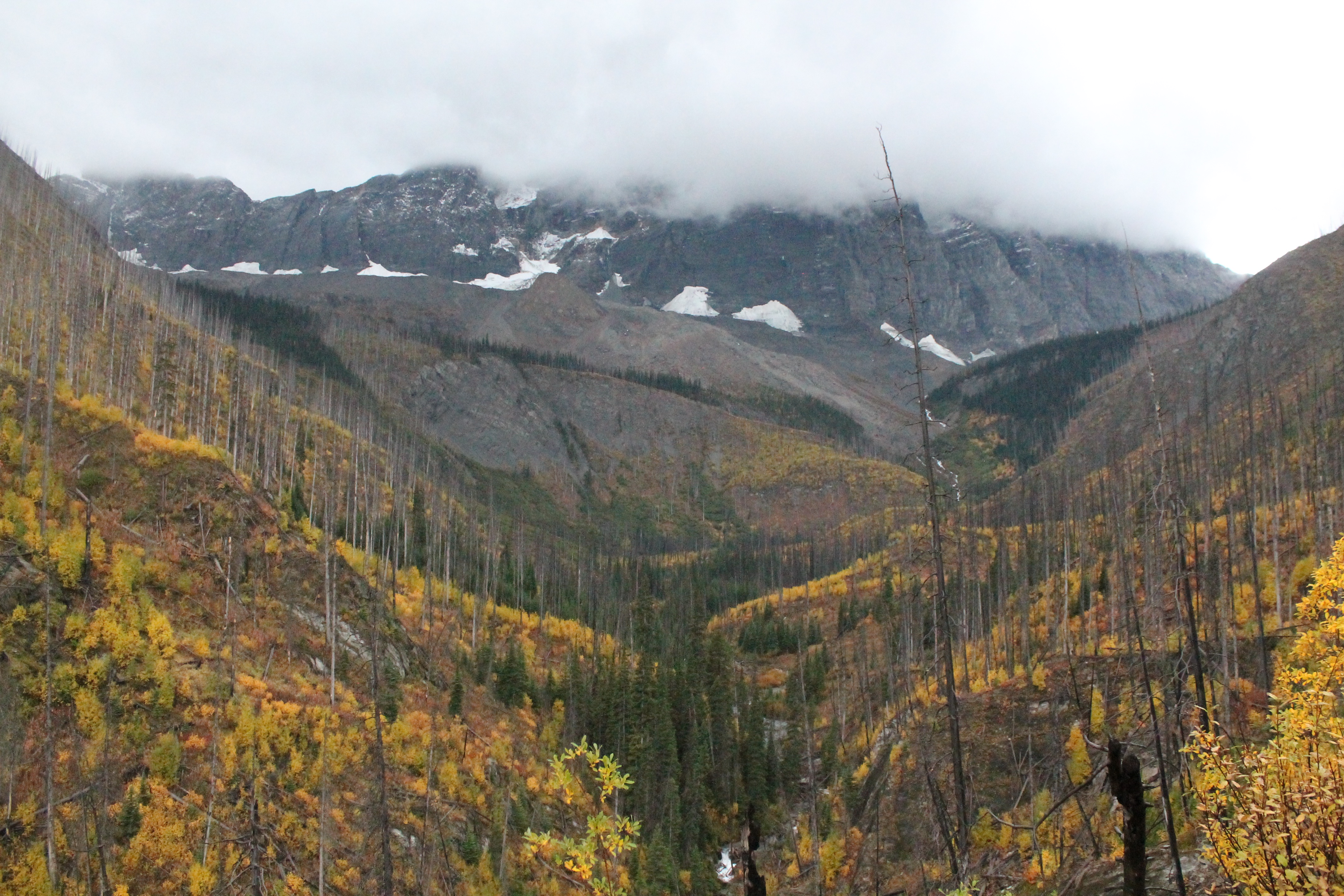 Embrace the Charm of Larch Season