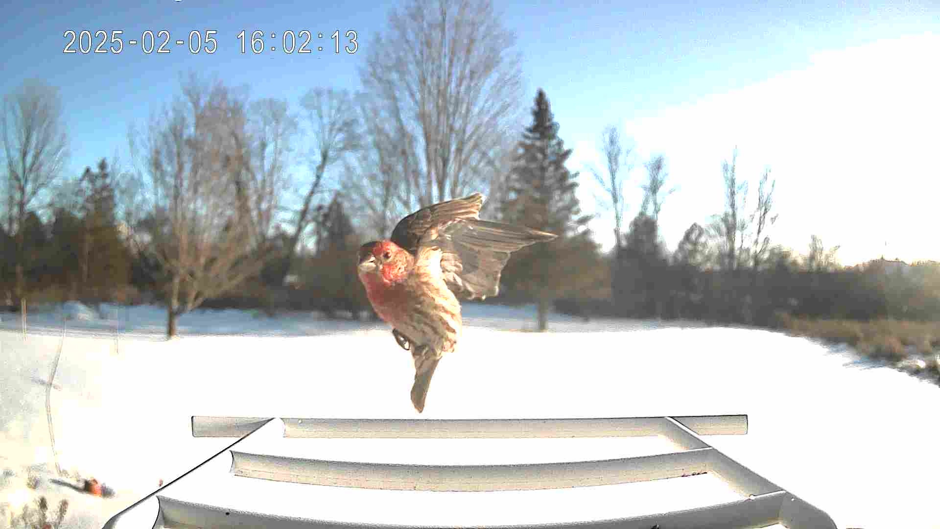 Check Out These Magnificent Birds at My Feeder!