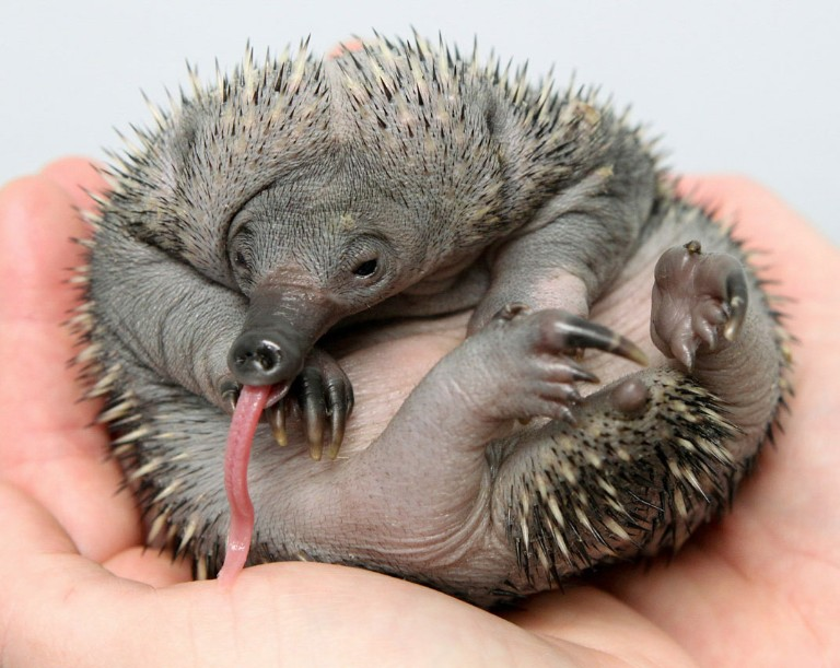 Check out this adorable little prickly nutsack baby!