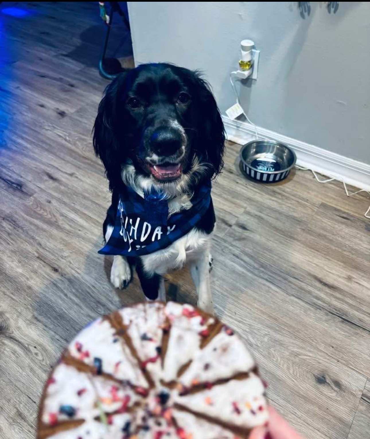 A Pup's Special Day: Birthday Celebrations Unleashed