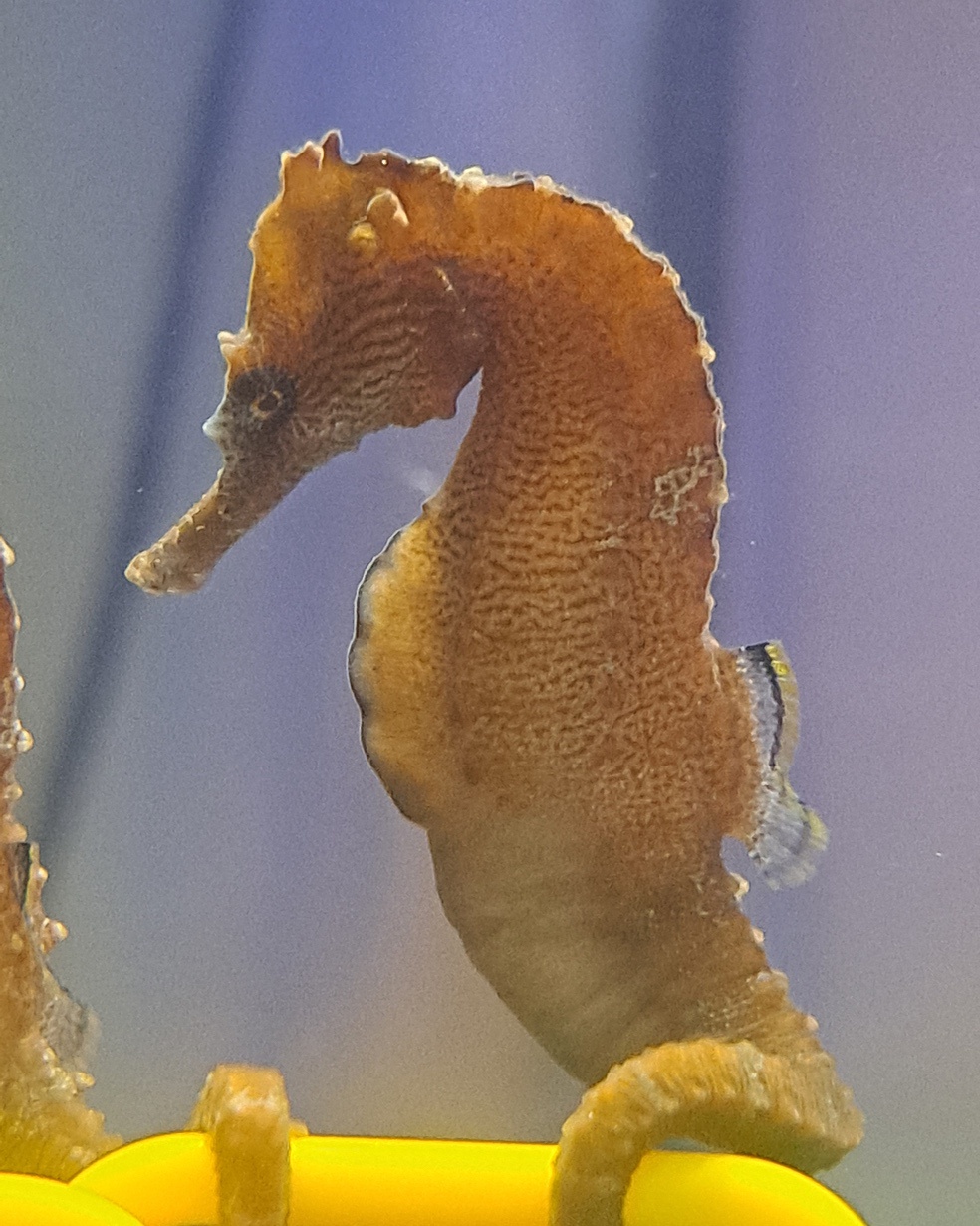 The Fascinating Seahorse: Nature's Tiny Marvel