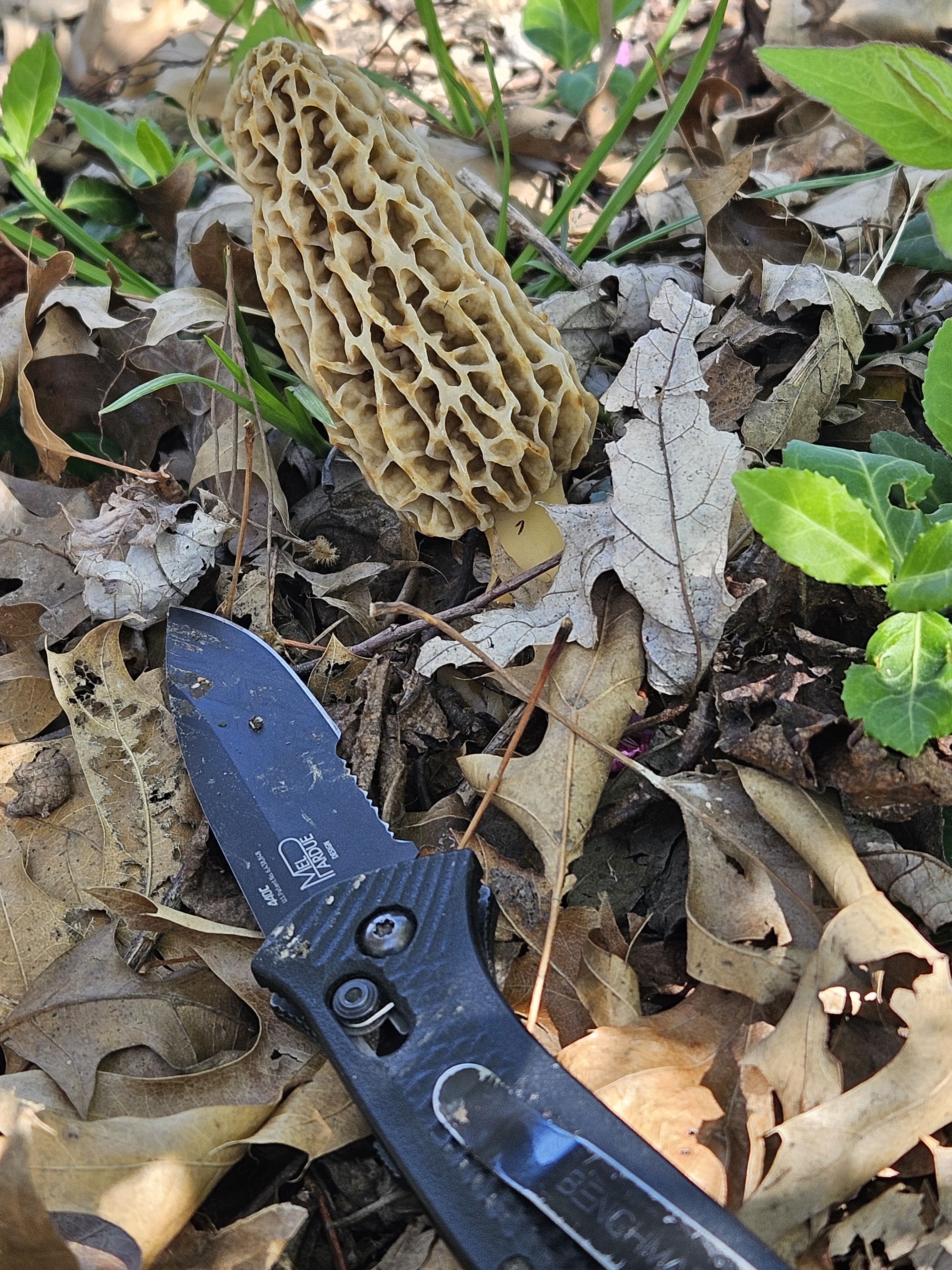 Discovering Backyard Morels: A Hidden Treasure