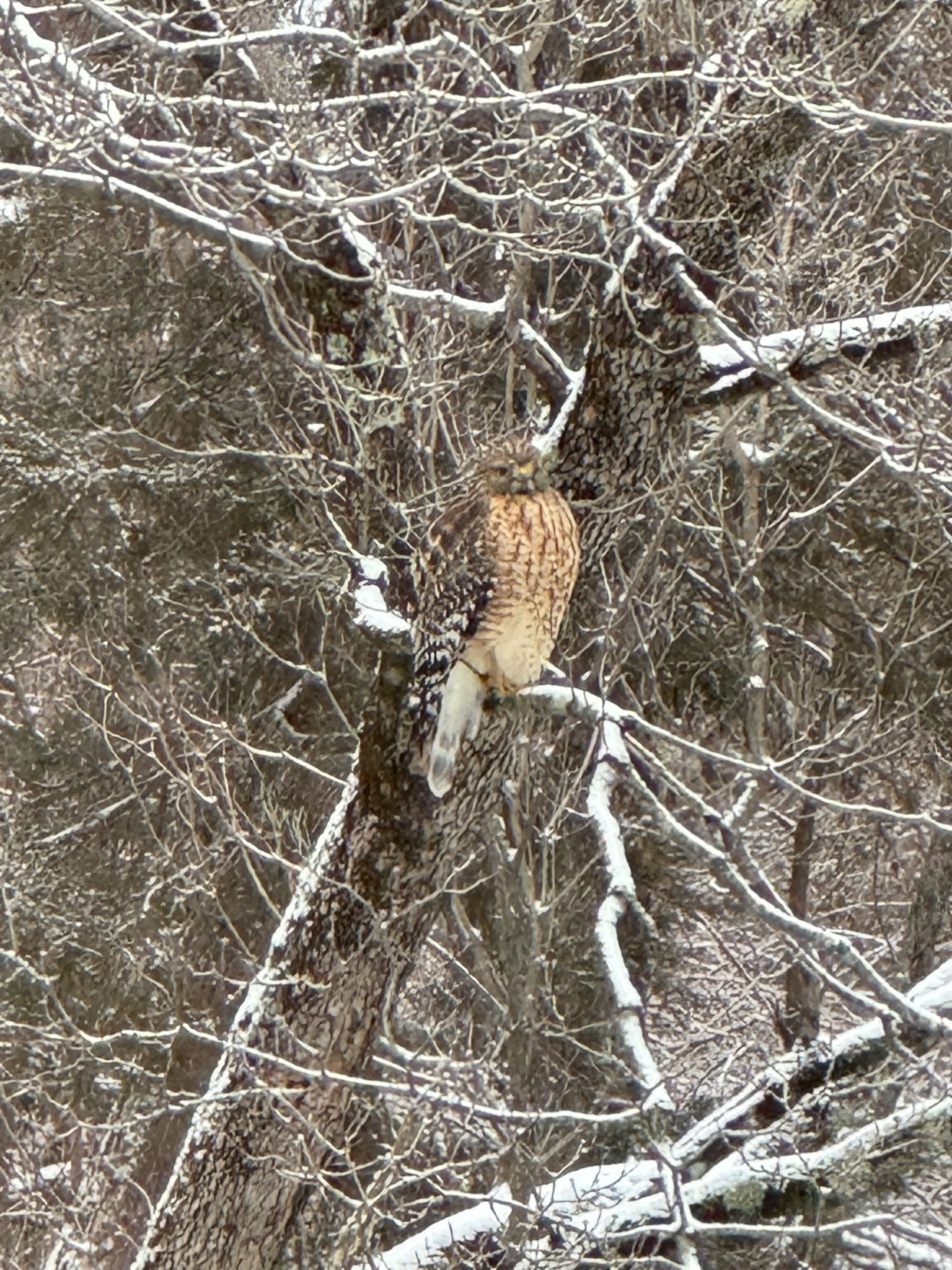 A hawk has taken residence in my trees!