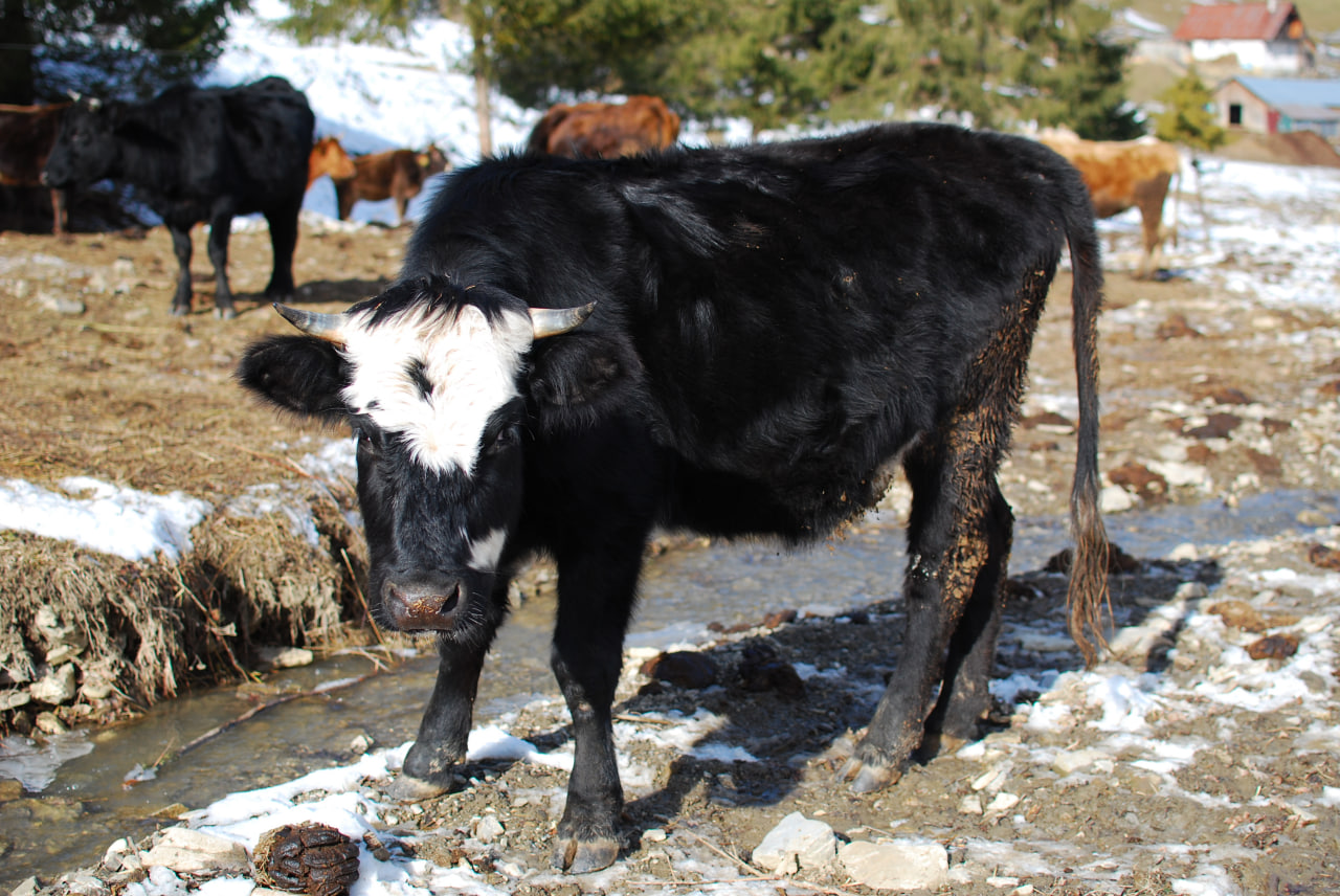 Every week, I trek 10 kilometers to a mountain farm just for the joy of petting this adorable little cow.