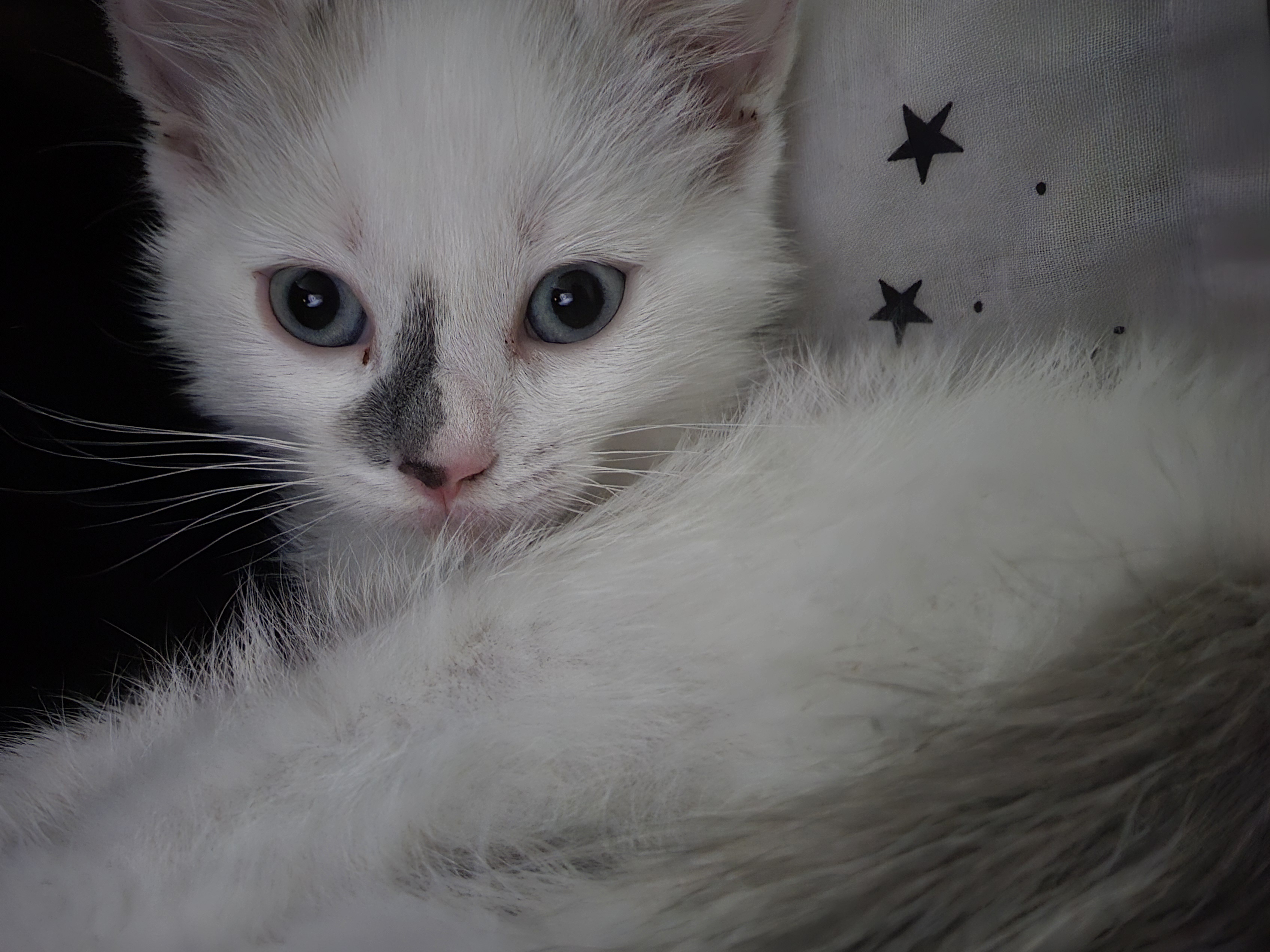 A tiny cat being adorably small