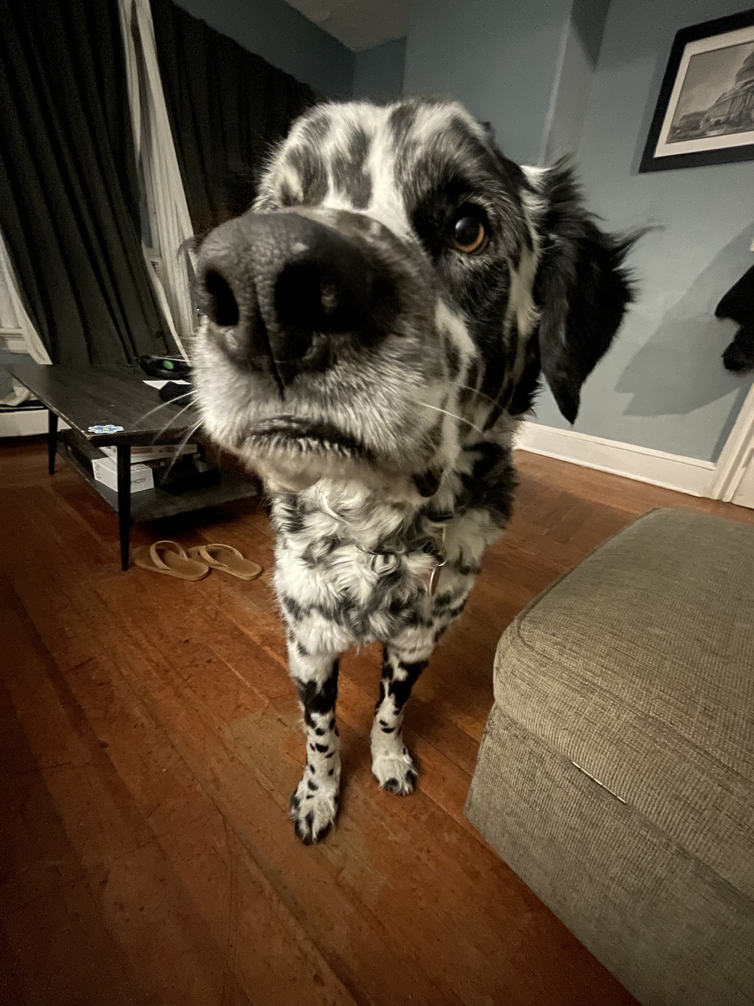 Offering a Professor Snoot Boop for These Challenging Times