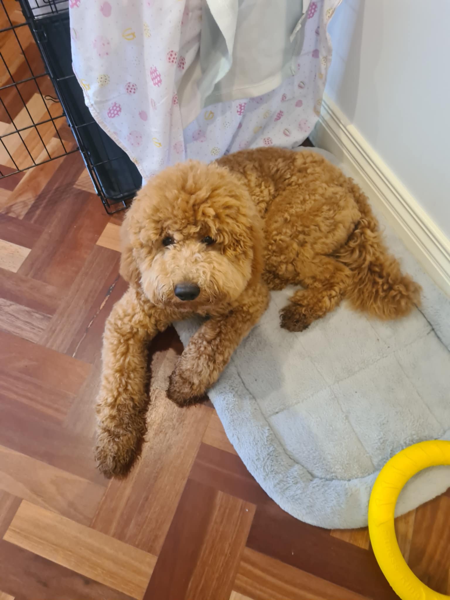 The Heartbreaking Face of a Sad Dog