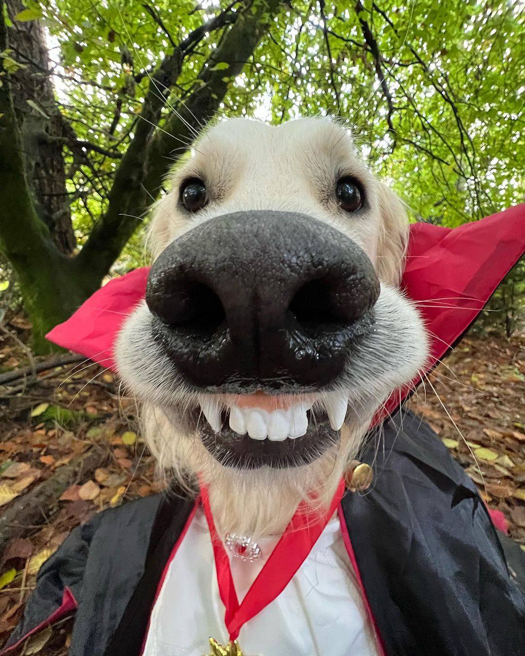 Happy Halloween to Everyone Out There!