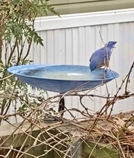 The Charming Bluebird: Nature's Beauty