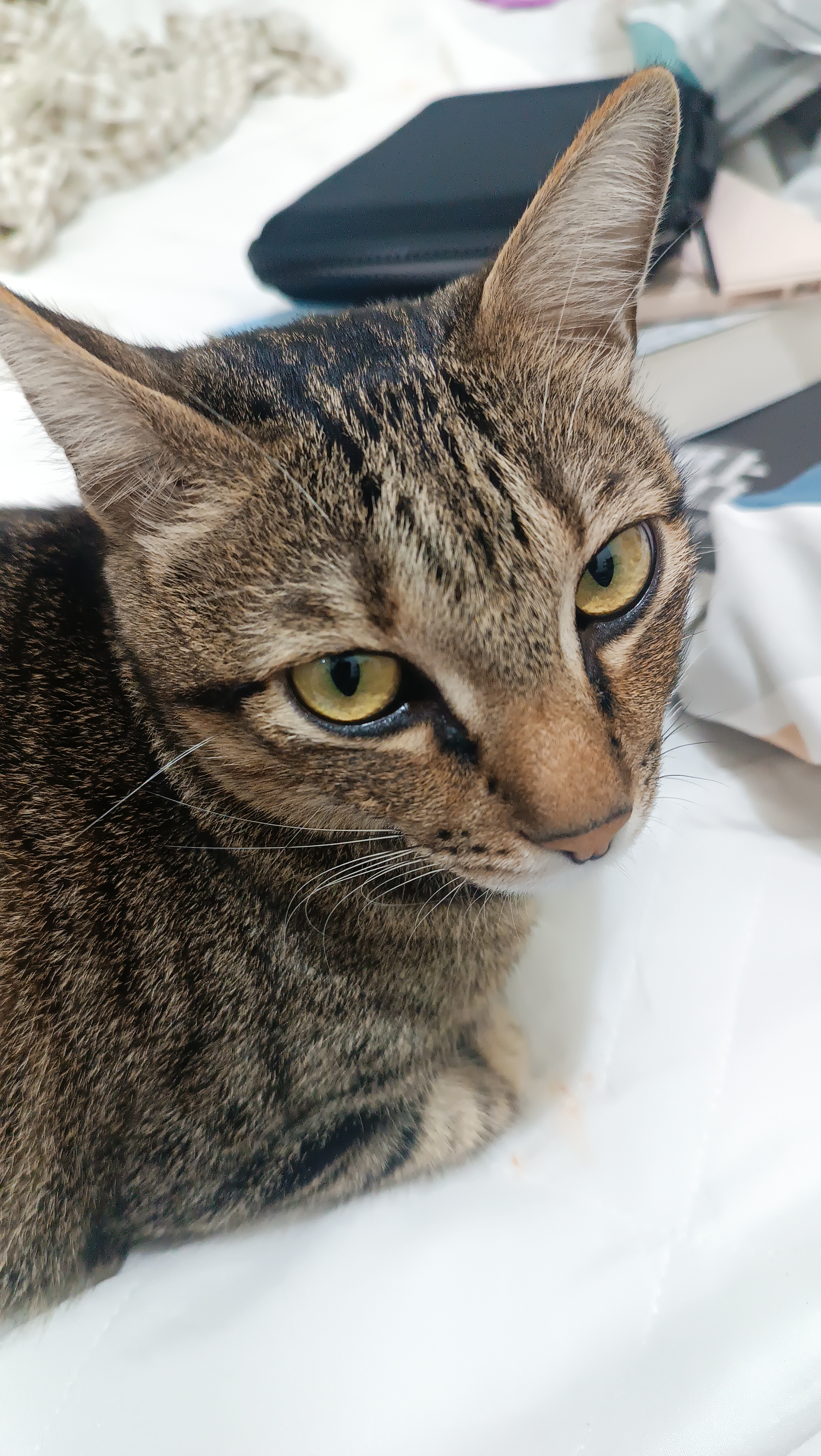 The Cat Chronicles: Feline Antics Unleashed