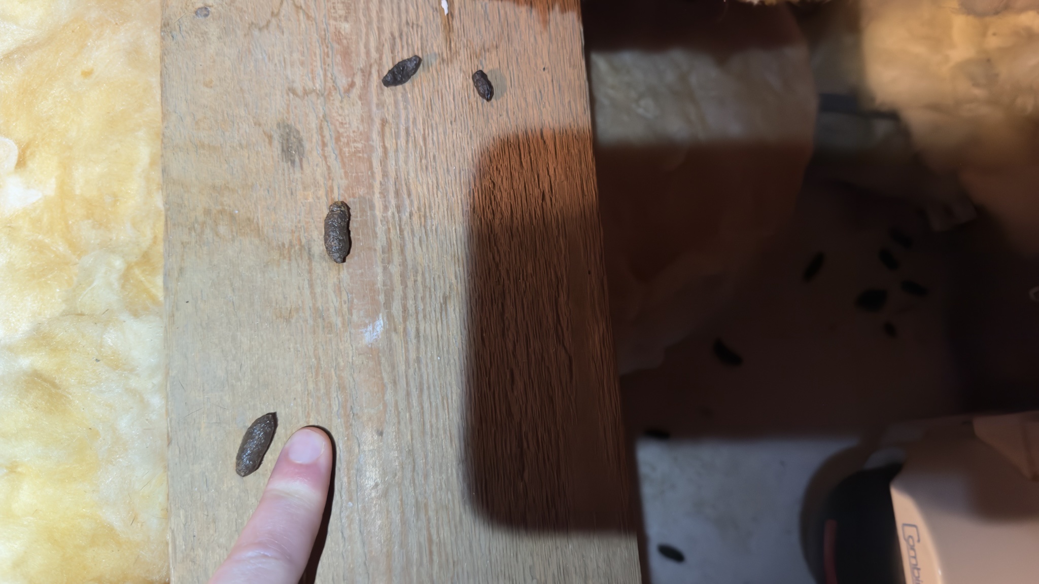 Can You Guess What This Is?