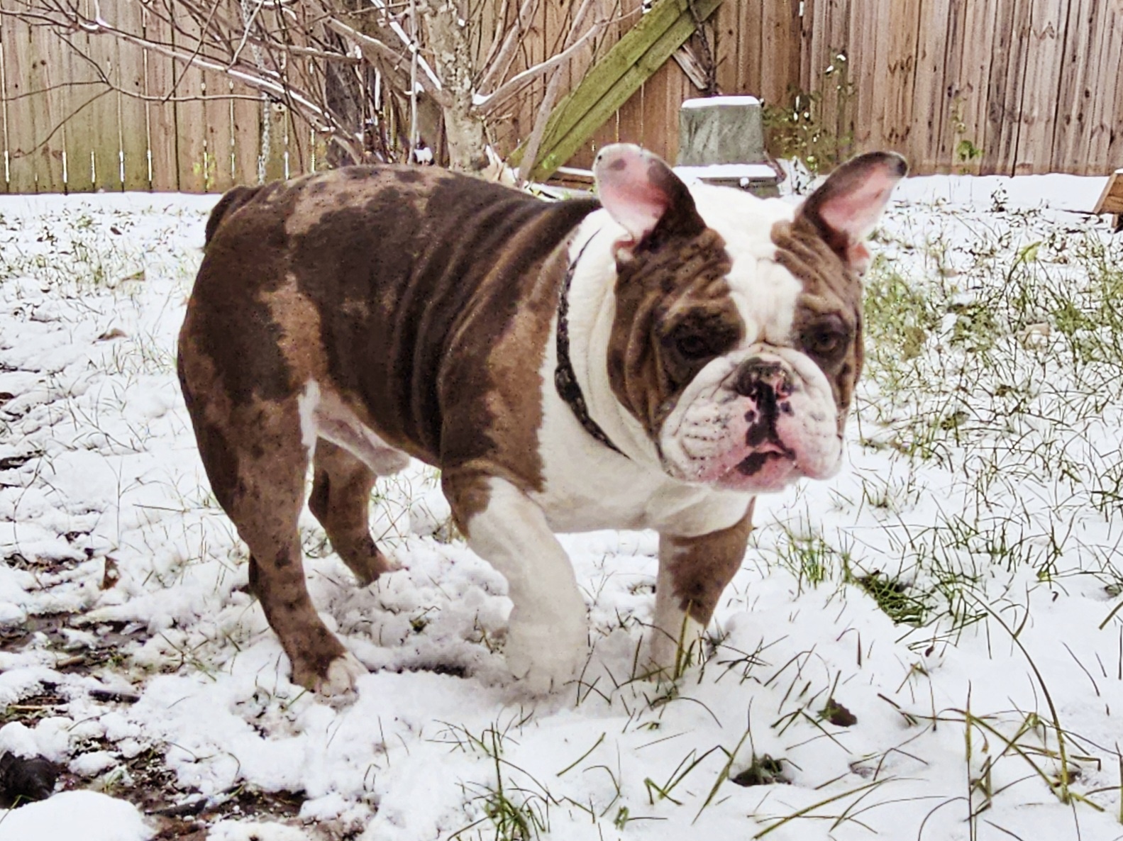 The Joyful Dogopotamus Enjoying Winter Fun in the Snow