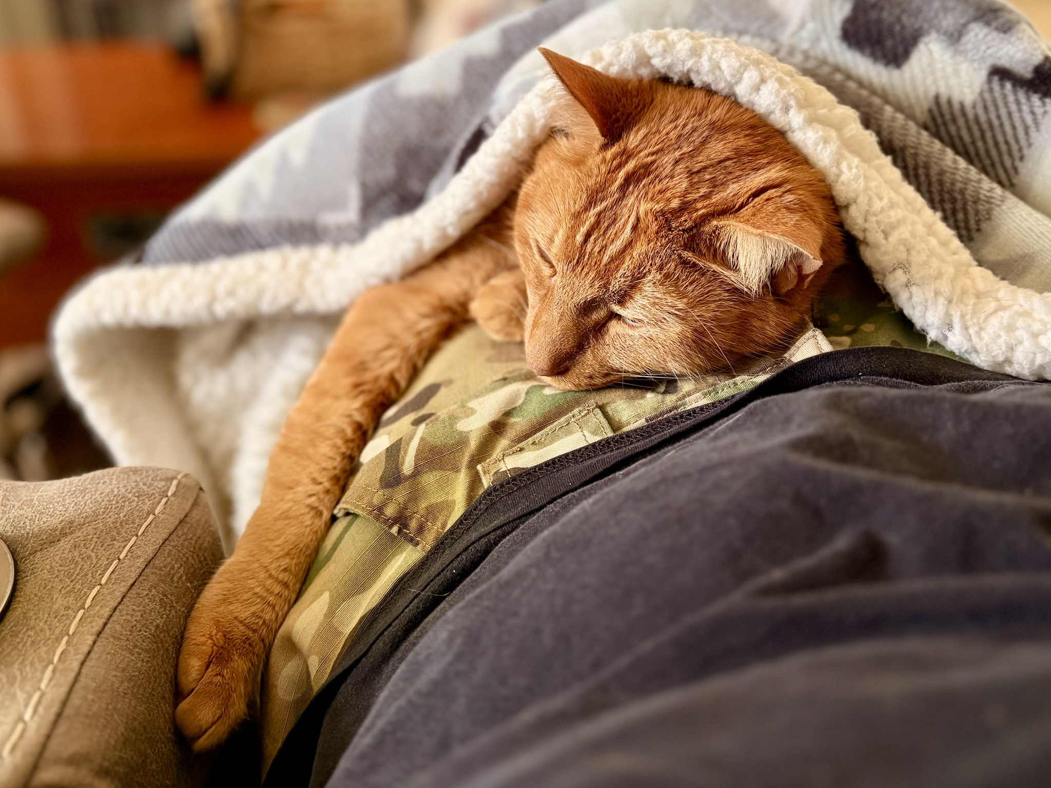 These Poor Creatures Need Our Help: Send Kibbles!