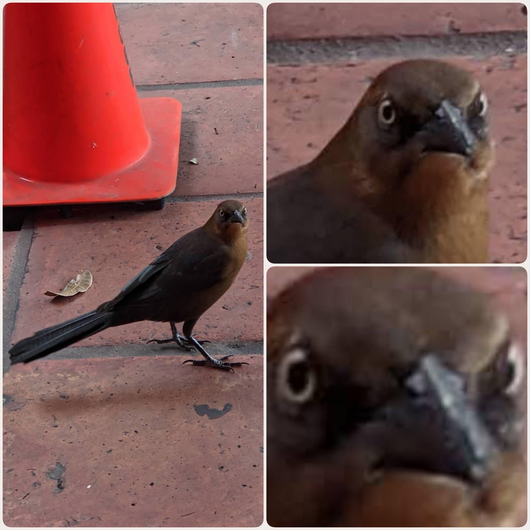 The Attitude of a Birb