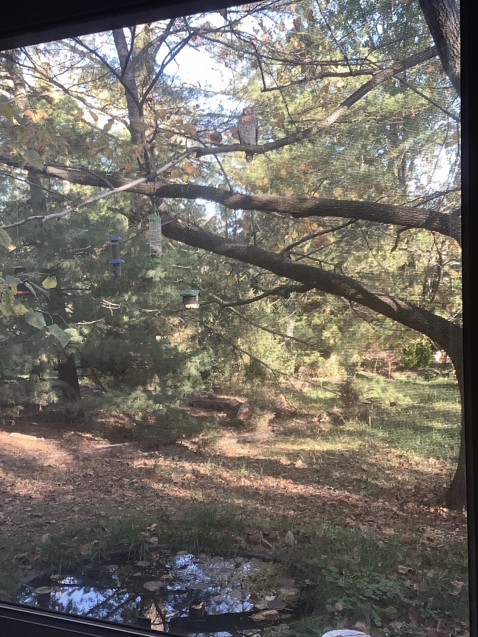 Spotting a Majestic Cooper's Hawk