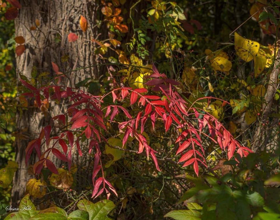 Vibrant Red Sumac in Nature