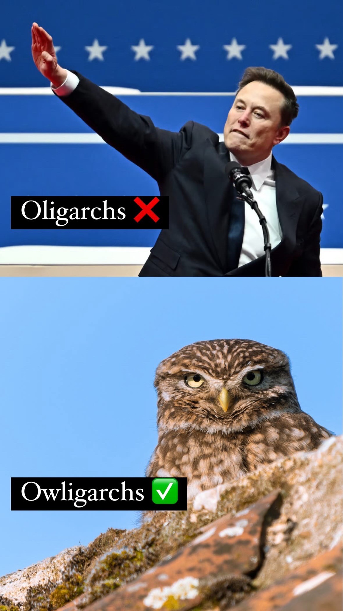 The Rise of the Owligarchs: A New Era of Feathered Power