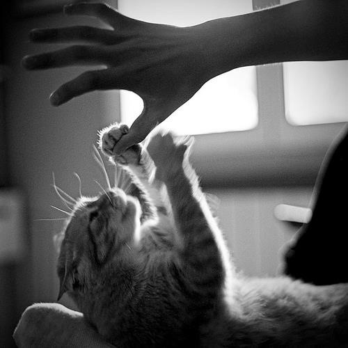 Meet Today's Adorable Cat!