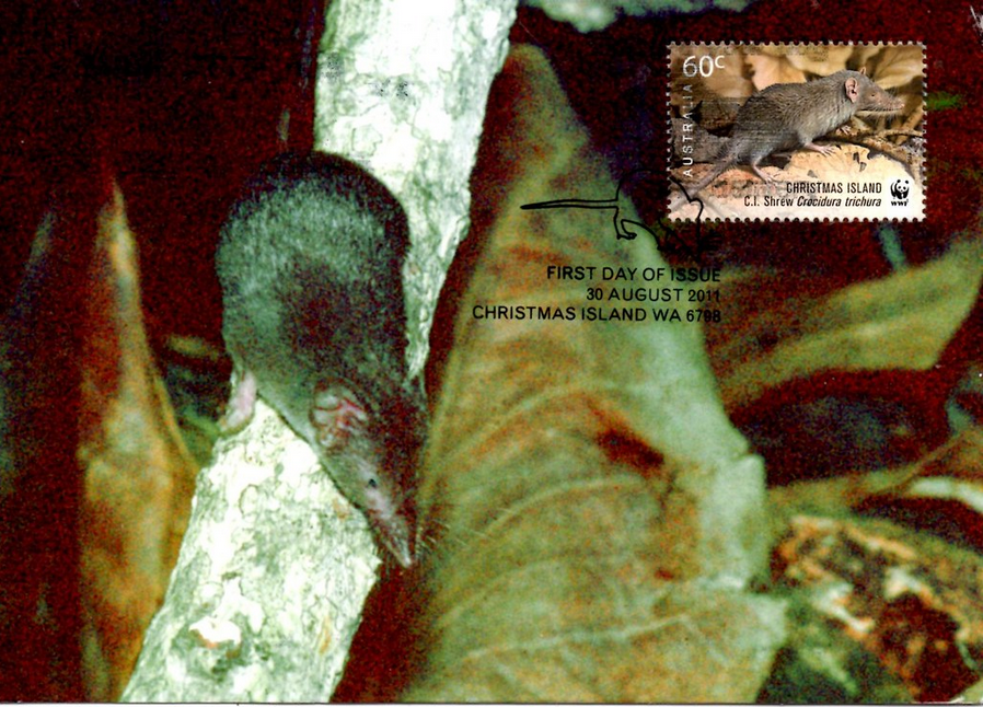 The Rare and Possibly Extinct Christmas Island Shrew (Crocidura trichura)