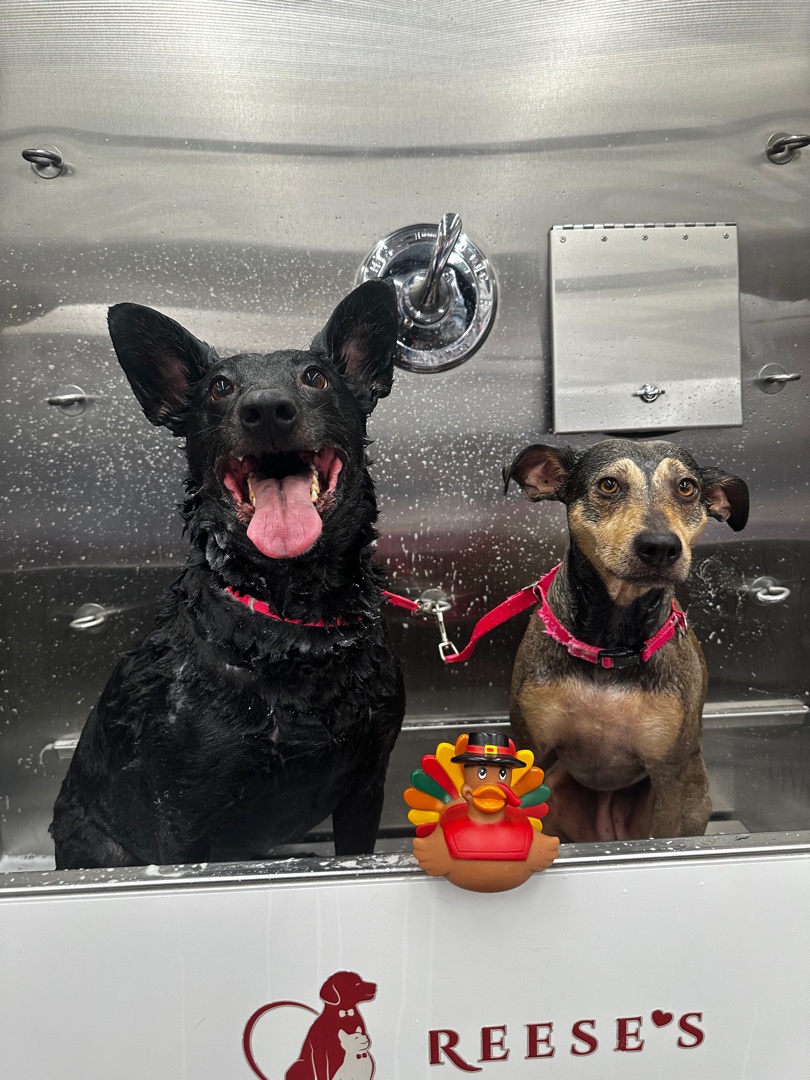 The Hilarious Contrast of Bath Time Antics!