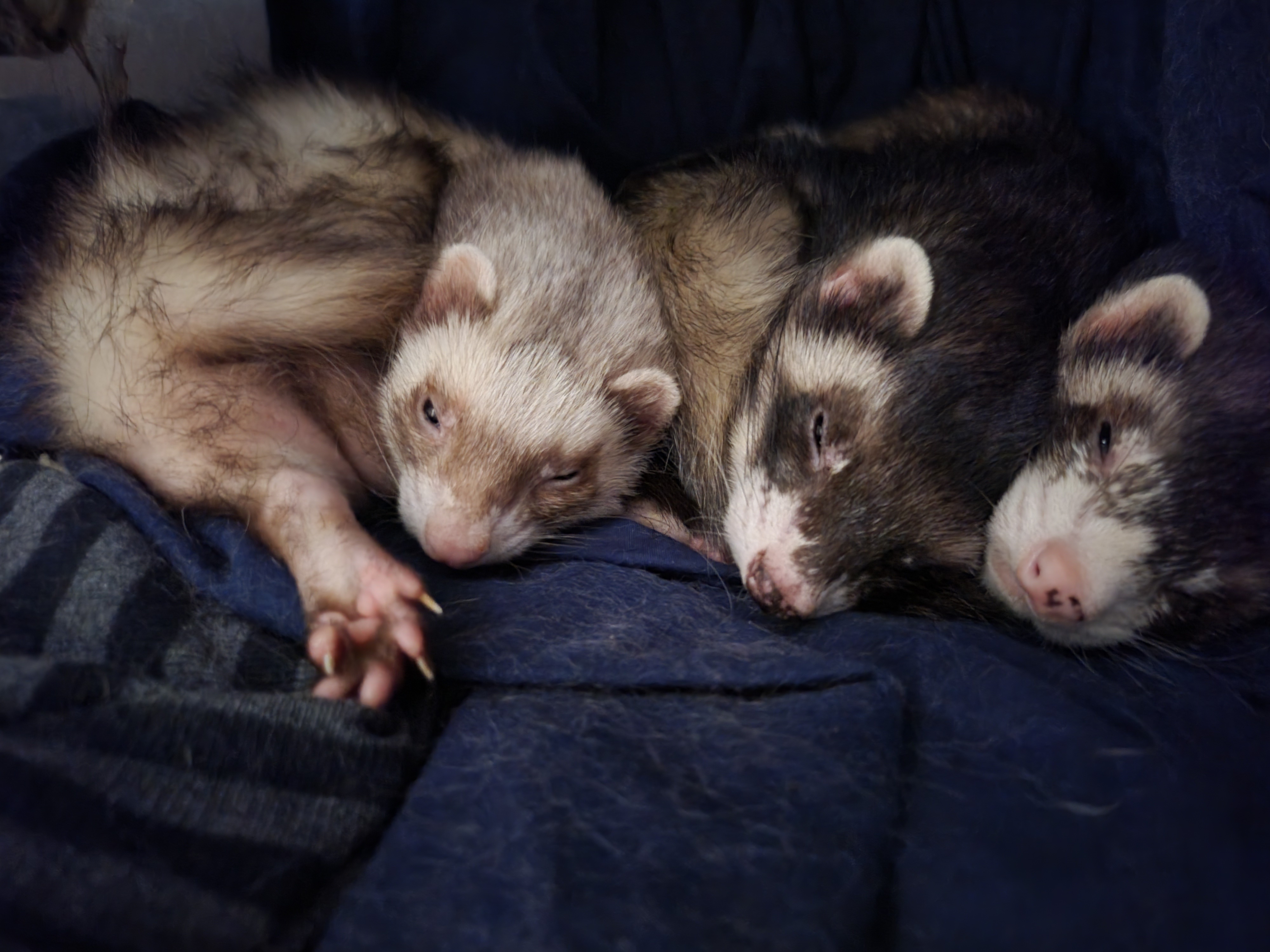 Adventures with Spirit, Barry, and Pabu