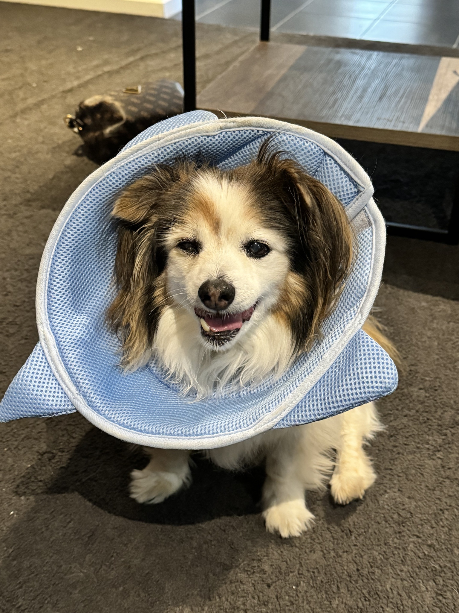 Daily Dose of Cuteness: Panko the Dog