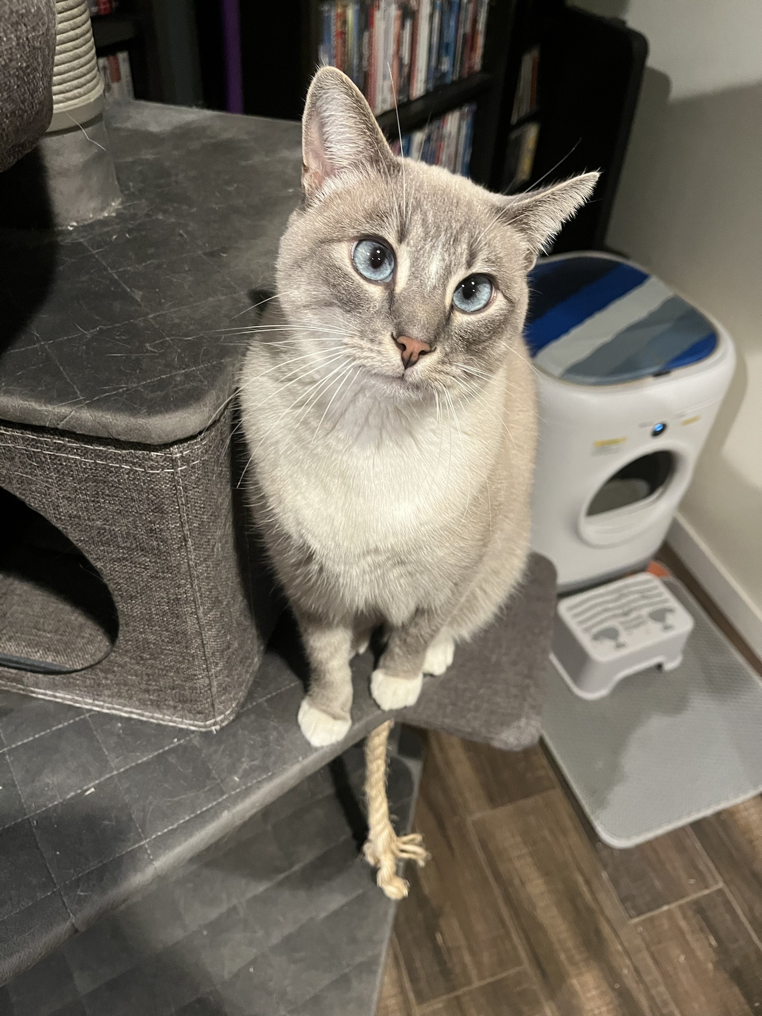 Daily dose of my adorable cat Ivy: Day 350 and still going strong!