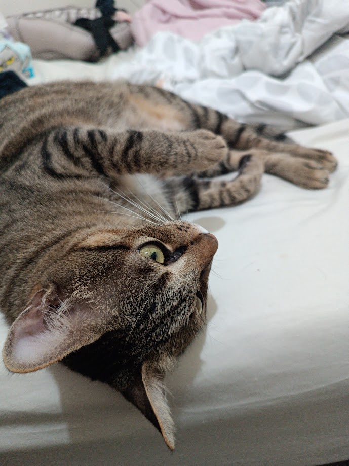 Just a cat being a cat