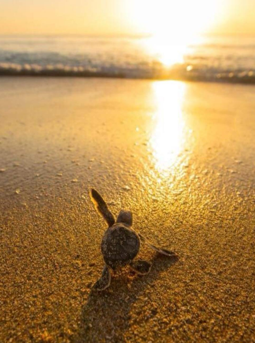 Watch a baby turtle take its first steps into the world!