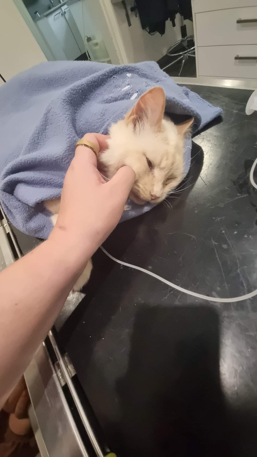 Saying Goodbye to My Beautiful Boy Mango