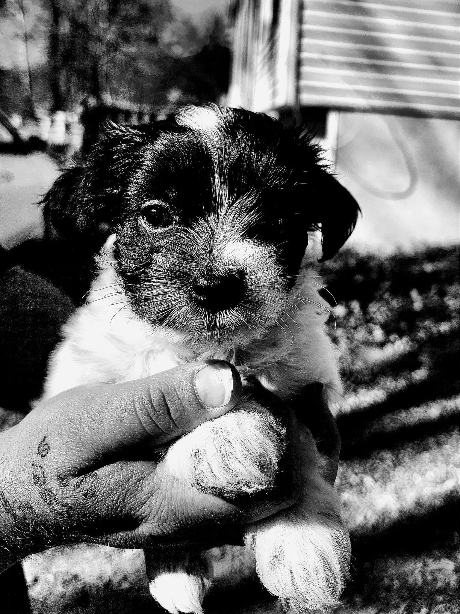 Adorable Puppy Moments That Melt Your Heart