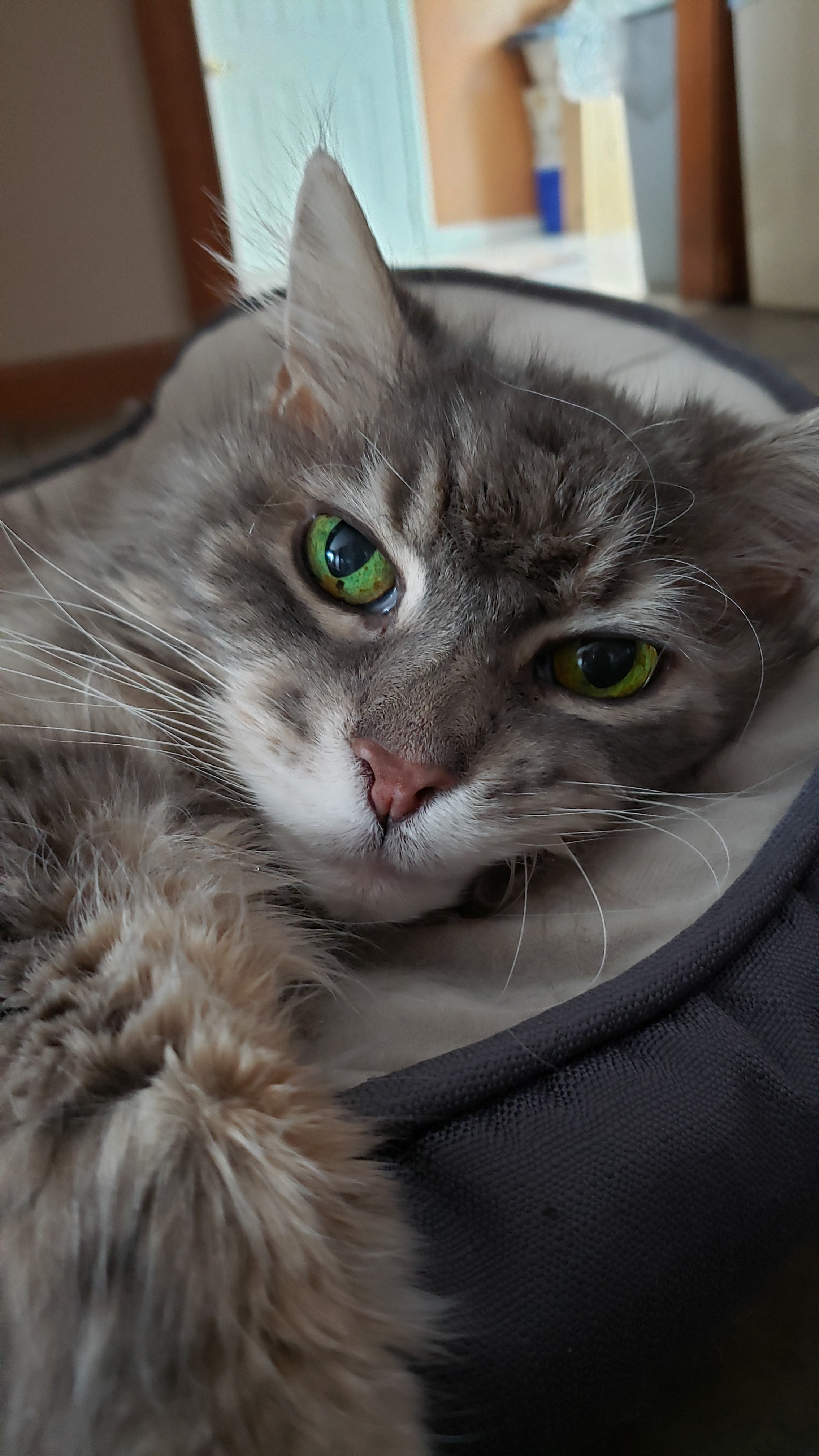 Embracing the Cozy Life: Staying in Bed All Day