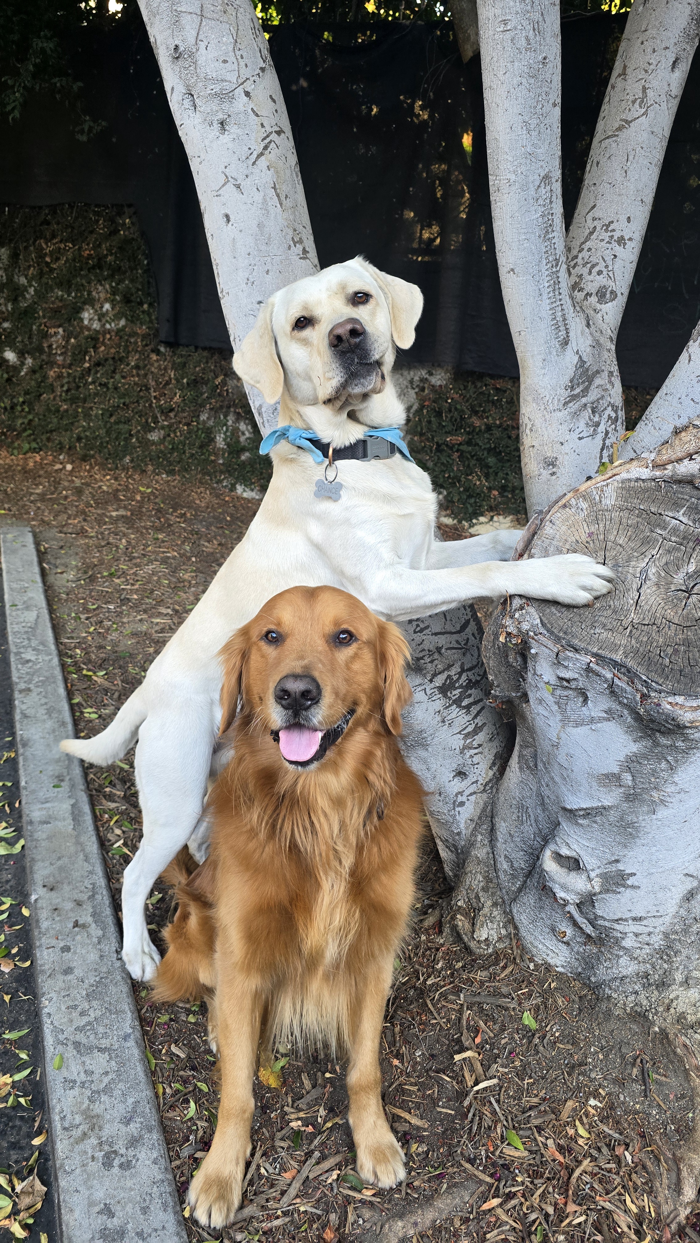 Strike a Pose with Shadow and Chance!