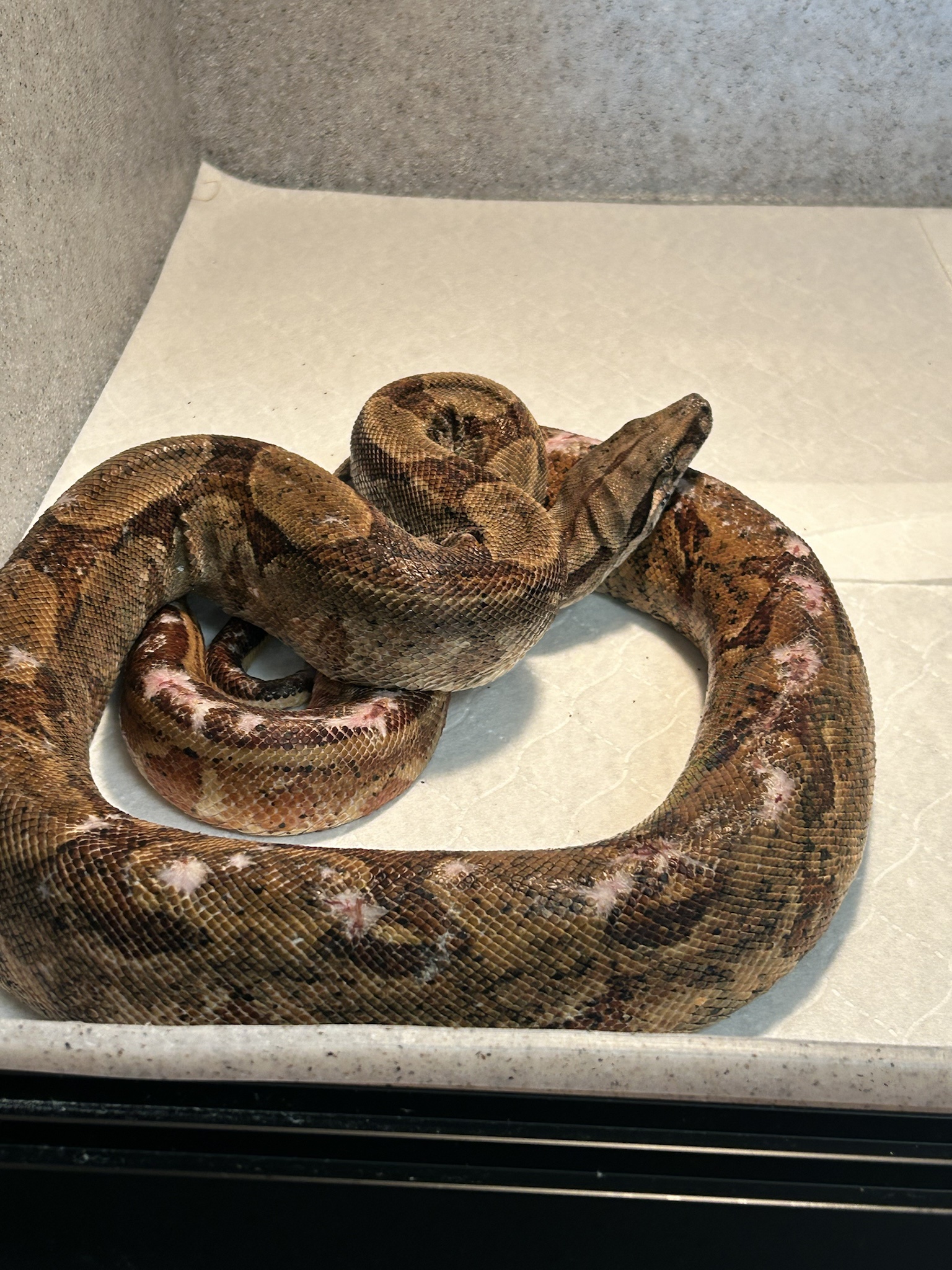 A Boa Constrictor's Day at Animal Control