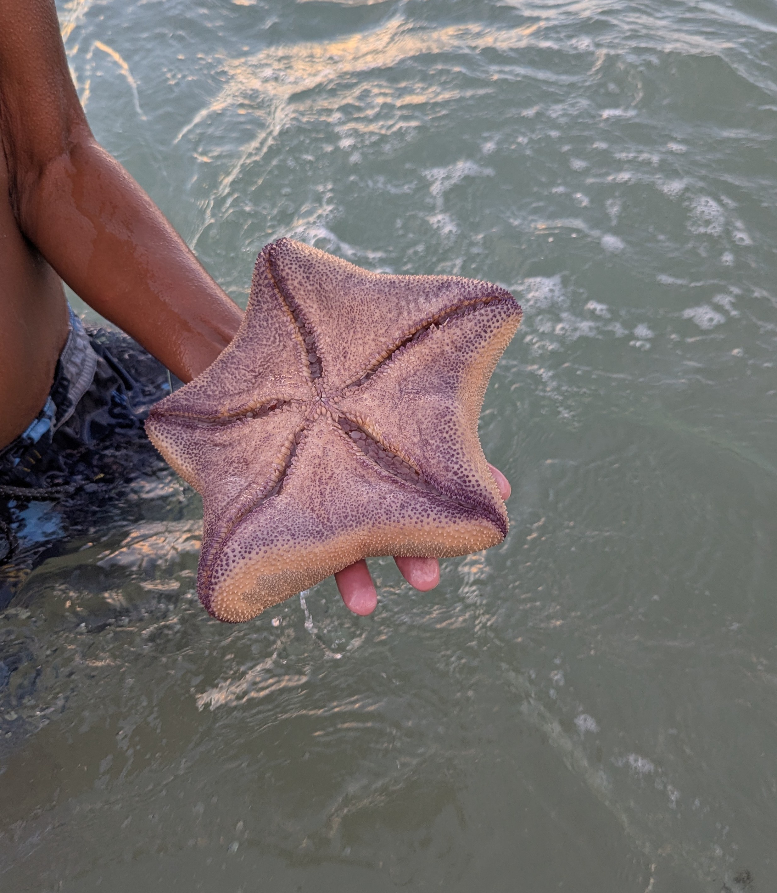 Just a starfish chilling in the ocean.