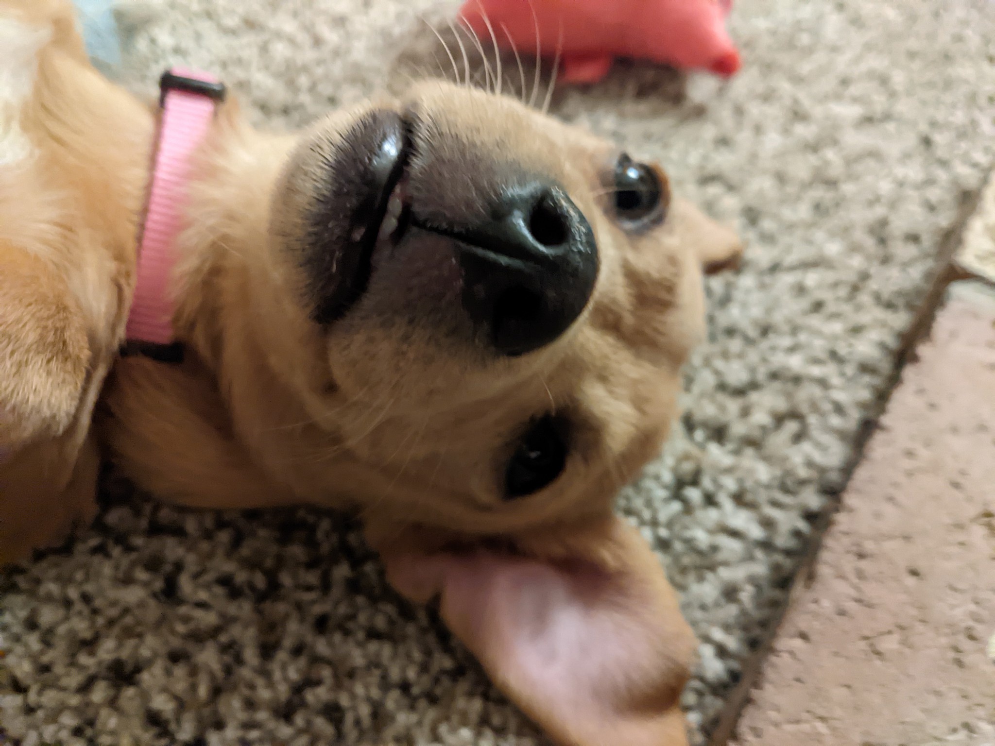 The Charming Rosey Posey