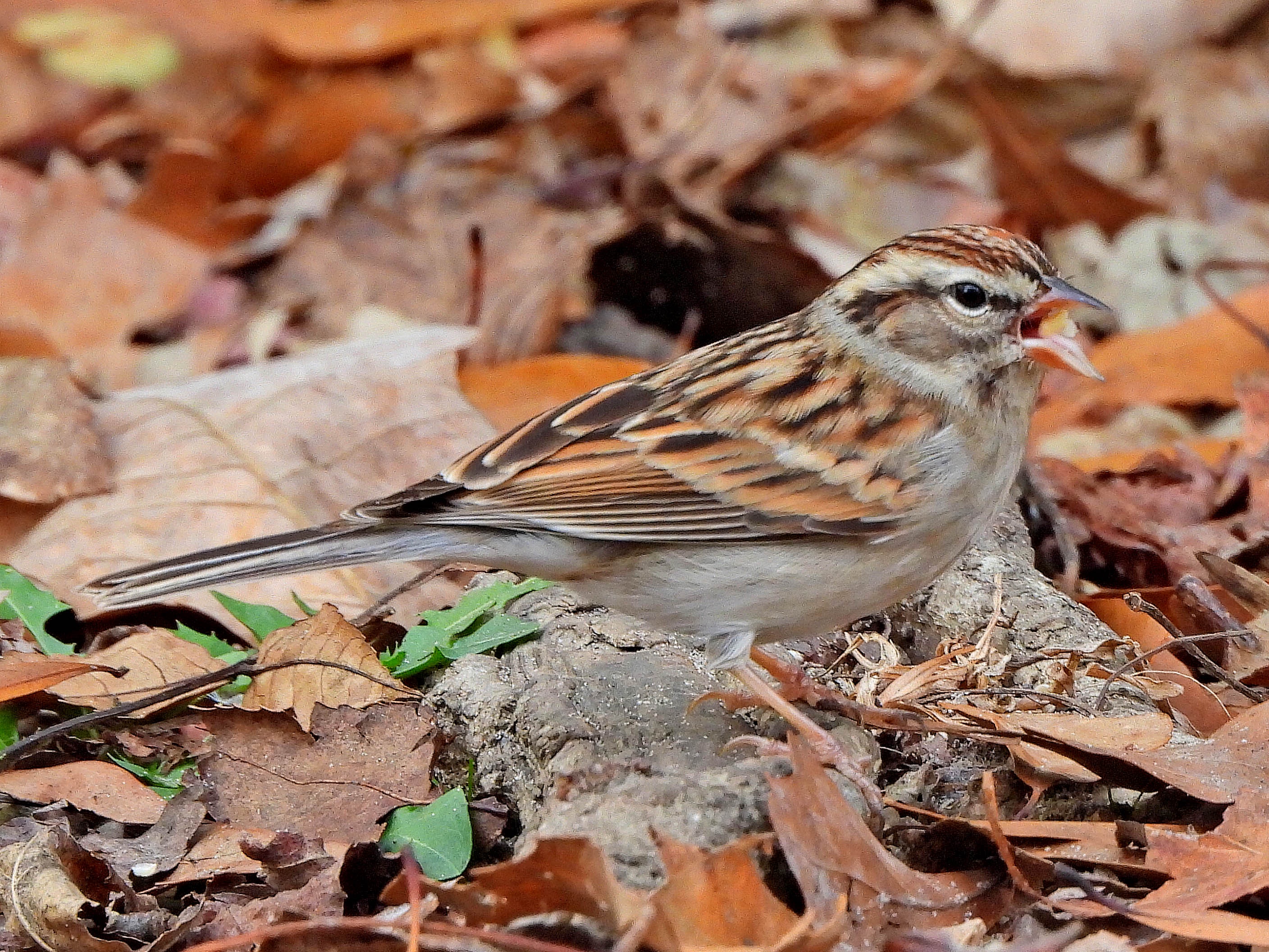 Chipping Sparrow spotted in Summerville, SC