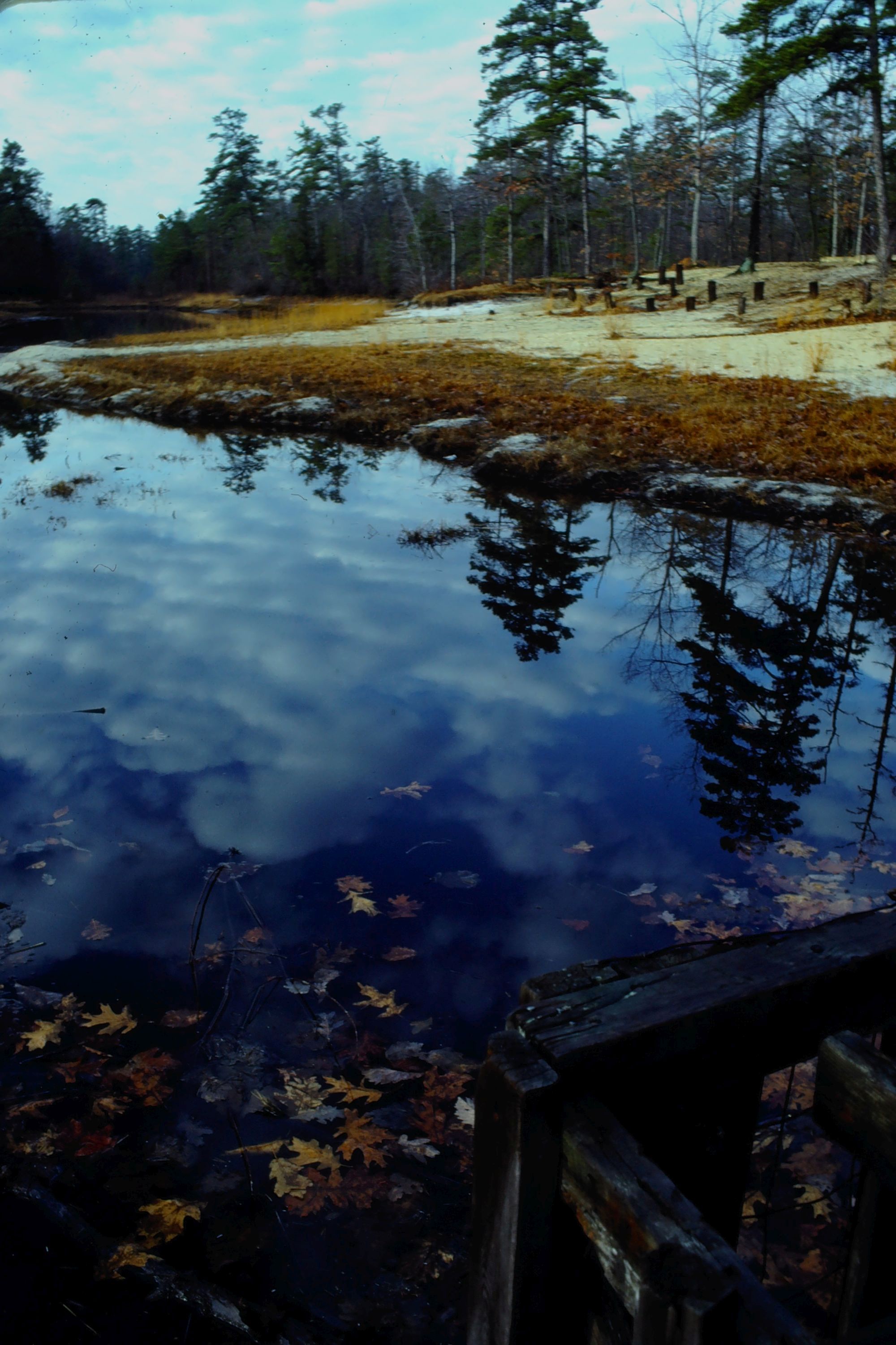 The Beauty of Pine Barrens in Autumn