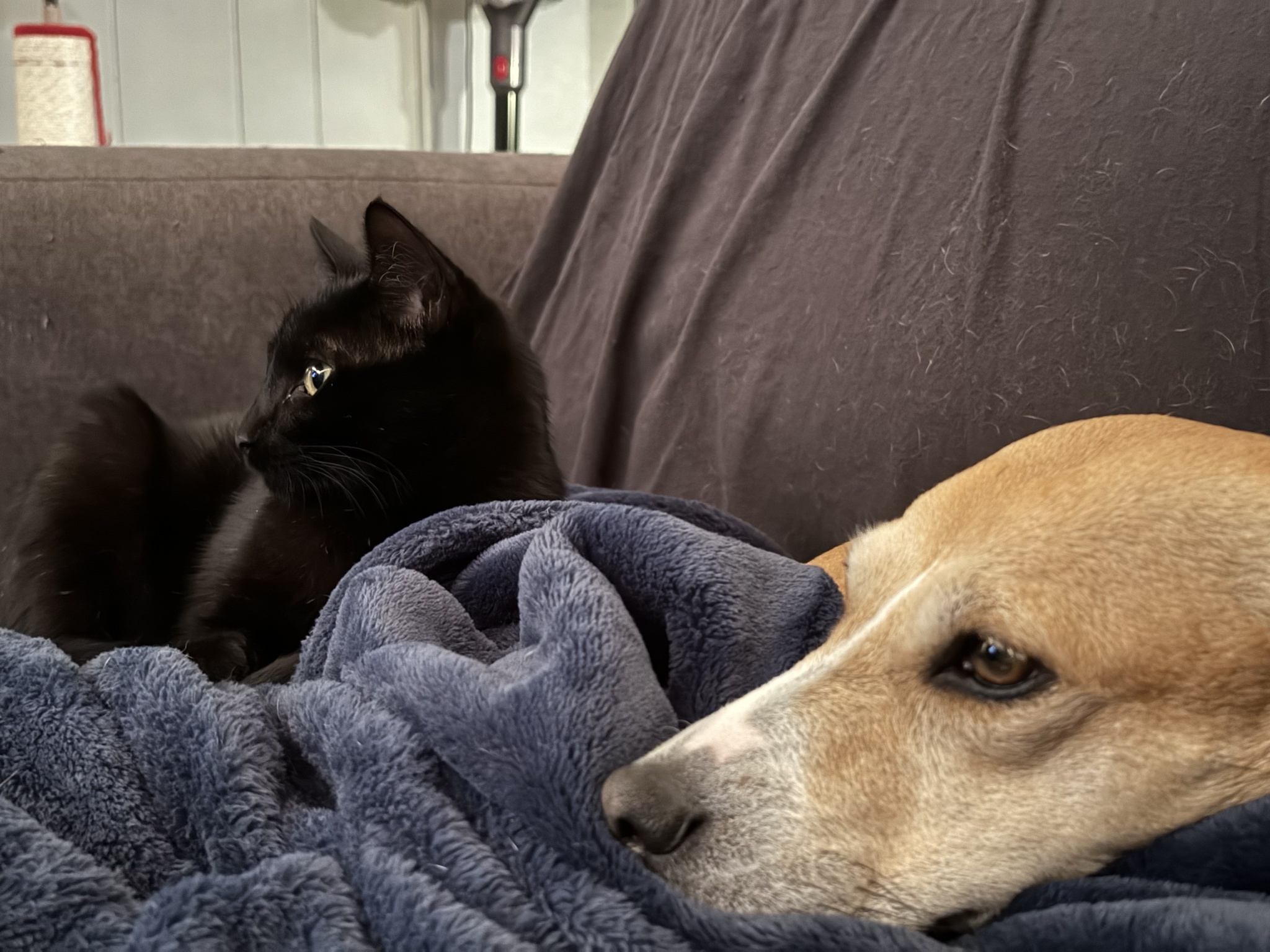 Roxie and Bebe: The Void of Calcifer